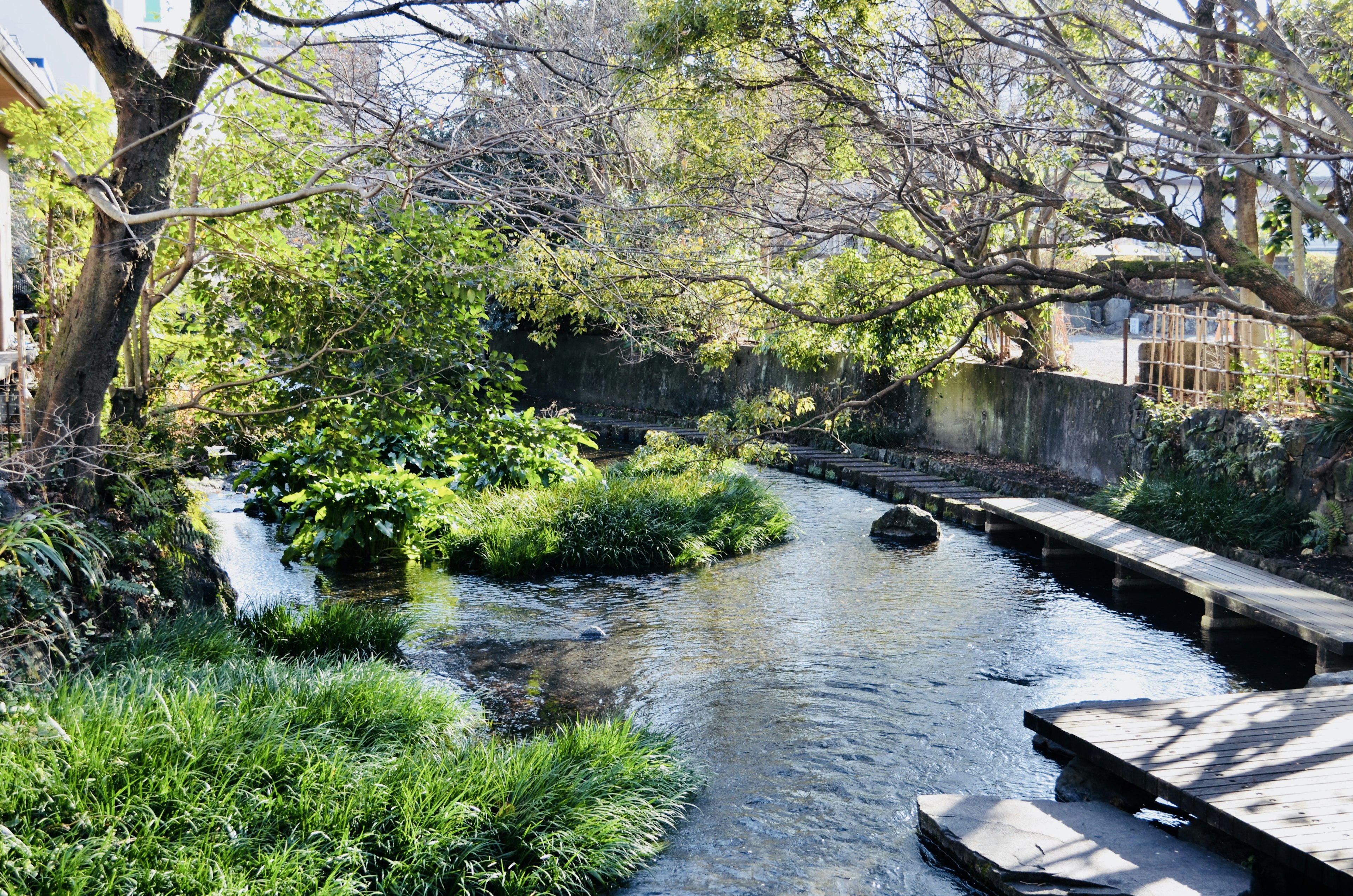 Scenic view of a stream surrounded by greenery and a wooden pathway