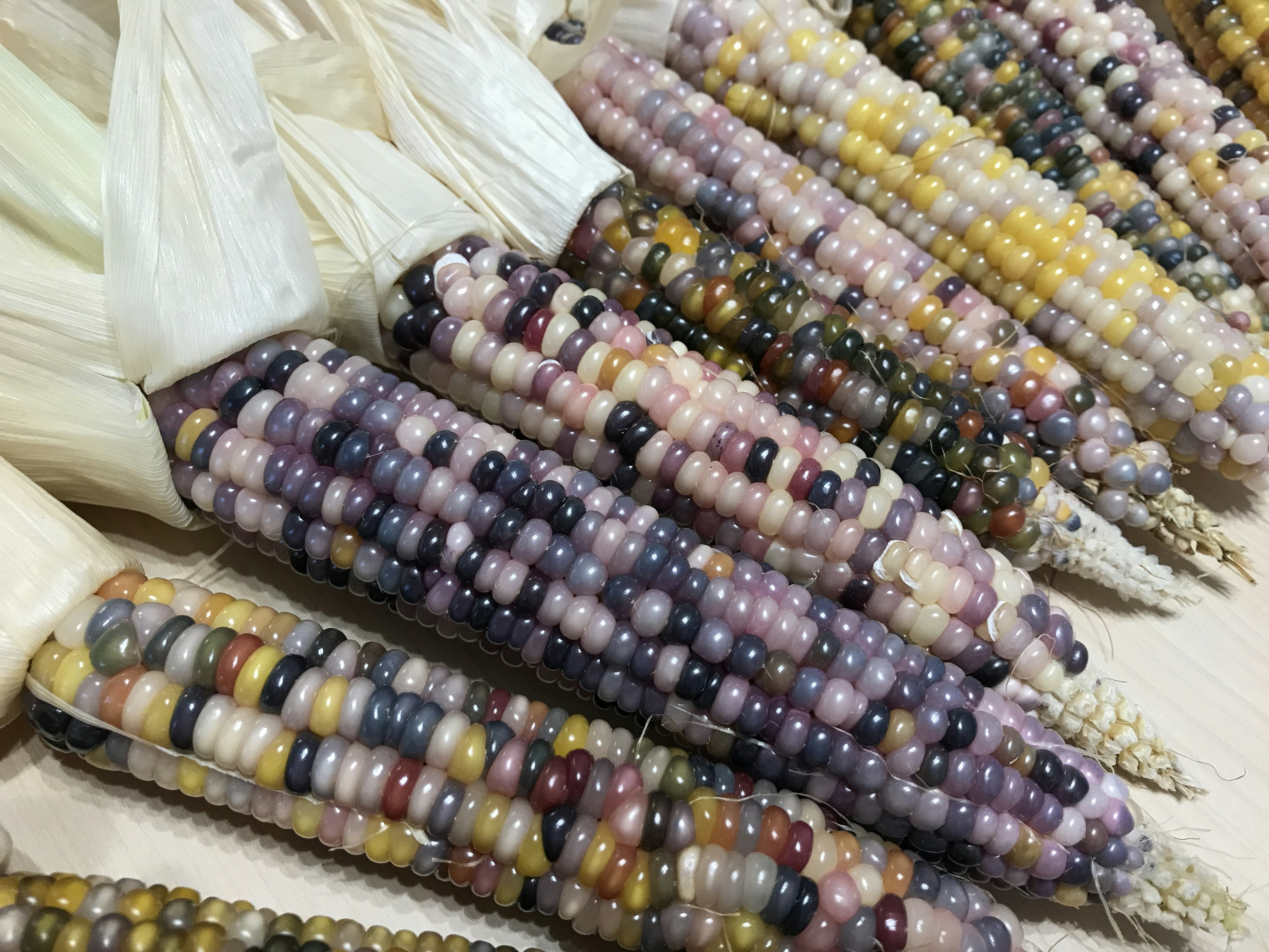 Colorful varieties of Indian corn displayed together