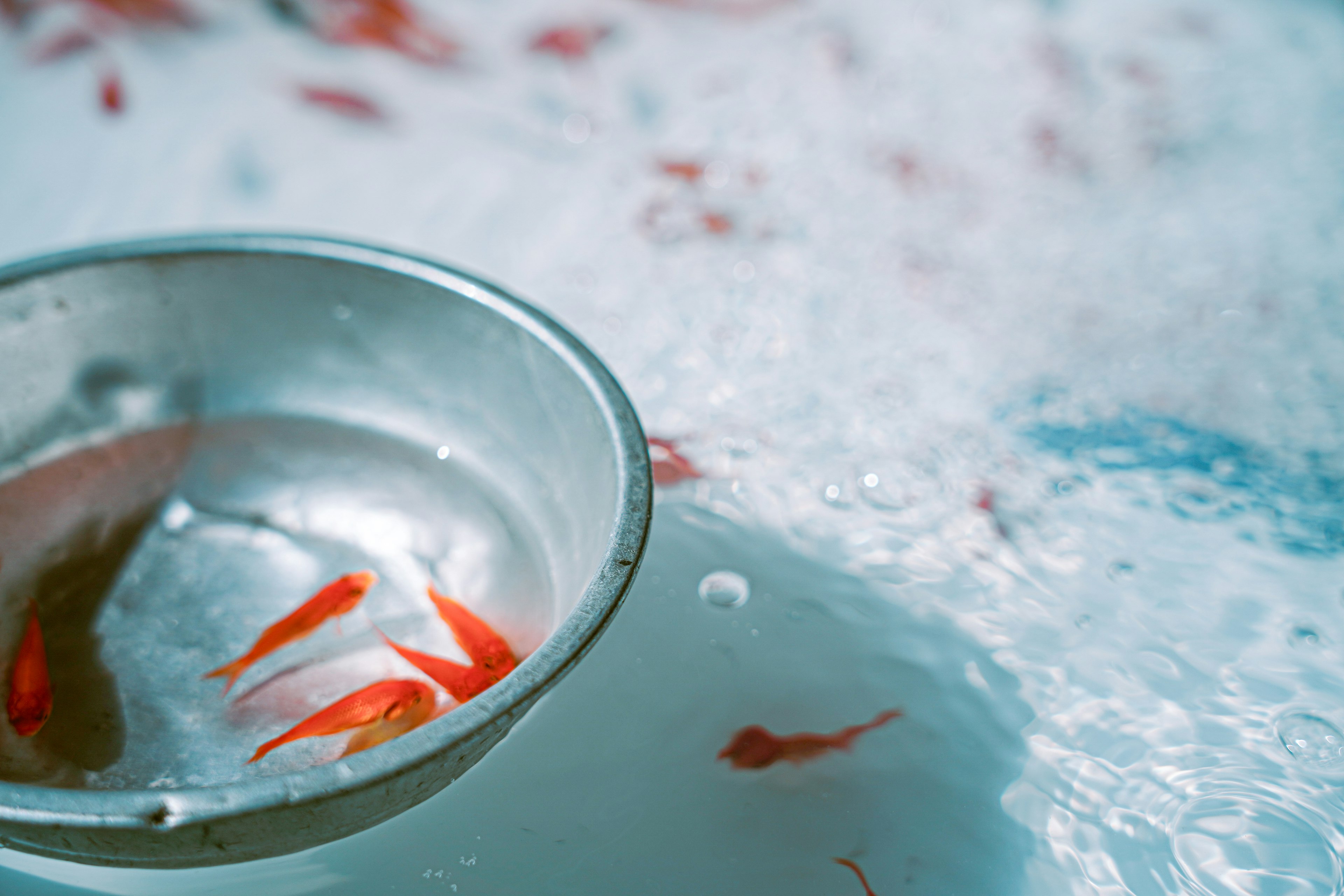 Poissons rouges nageant dans l'eau avec un bol en métal