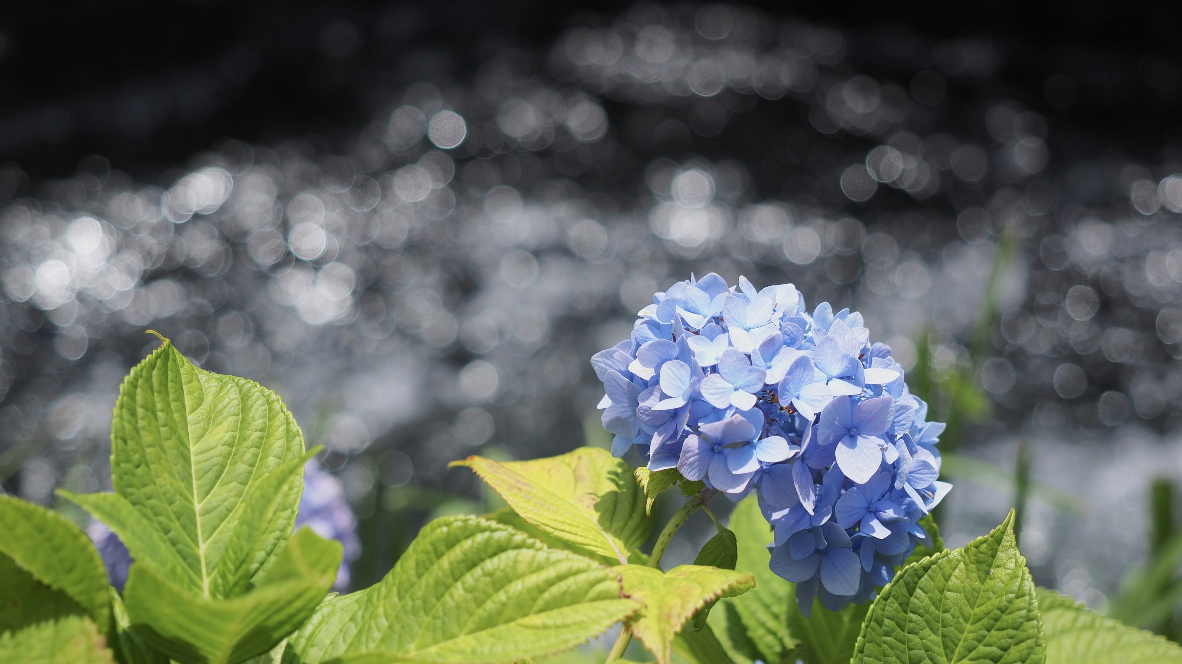 Blue hydrangea flowers with green leaves in front of shimmering water