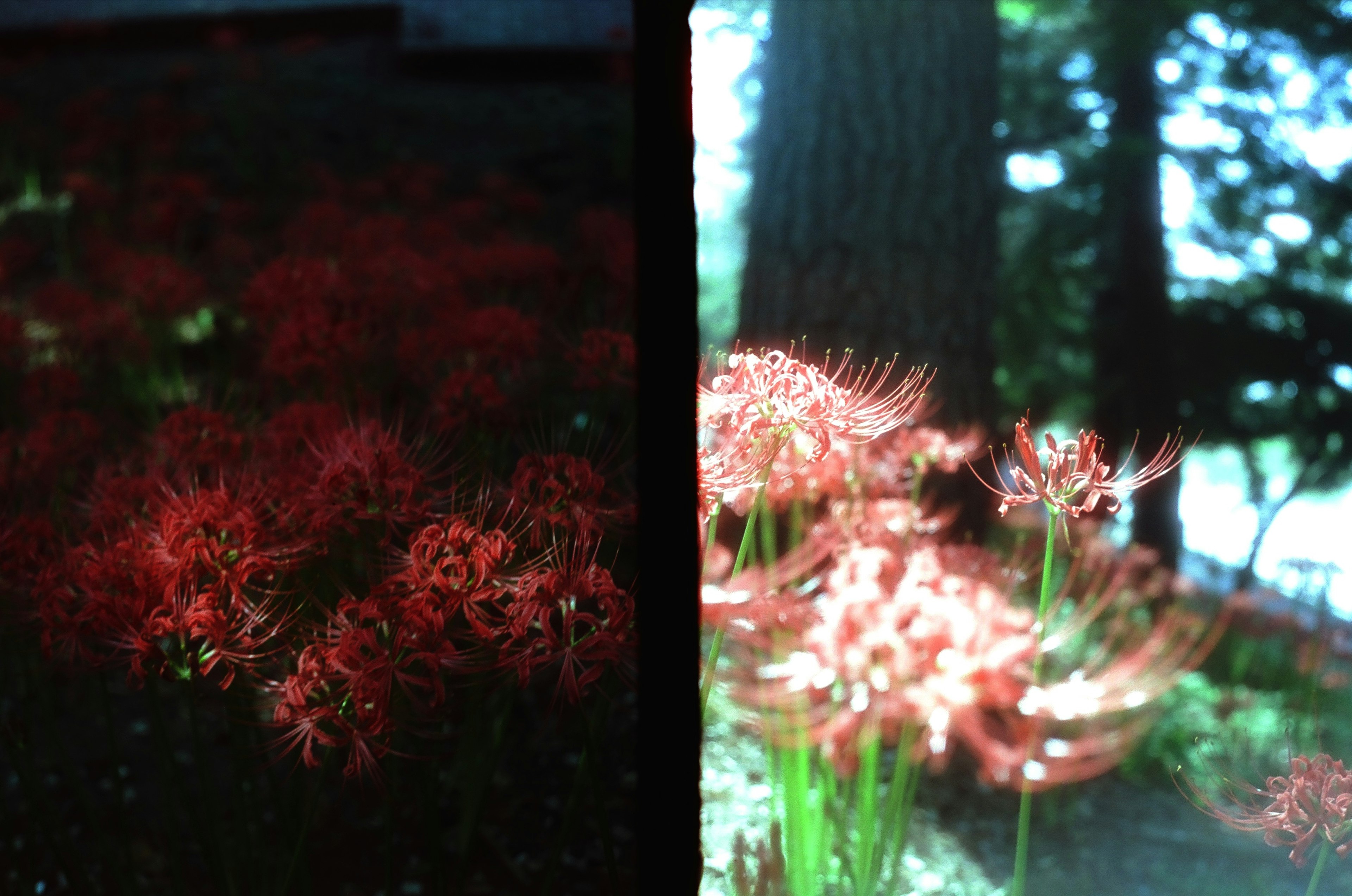 Une image divisée montrant des fleurs rouges vives à gauche et des fleurs floues avec de la verdure à droite