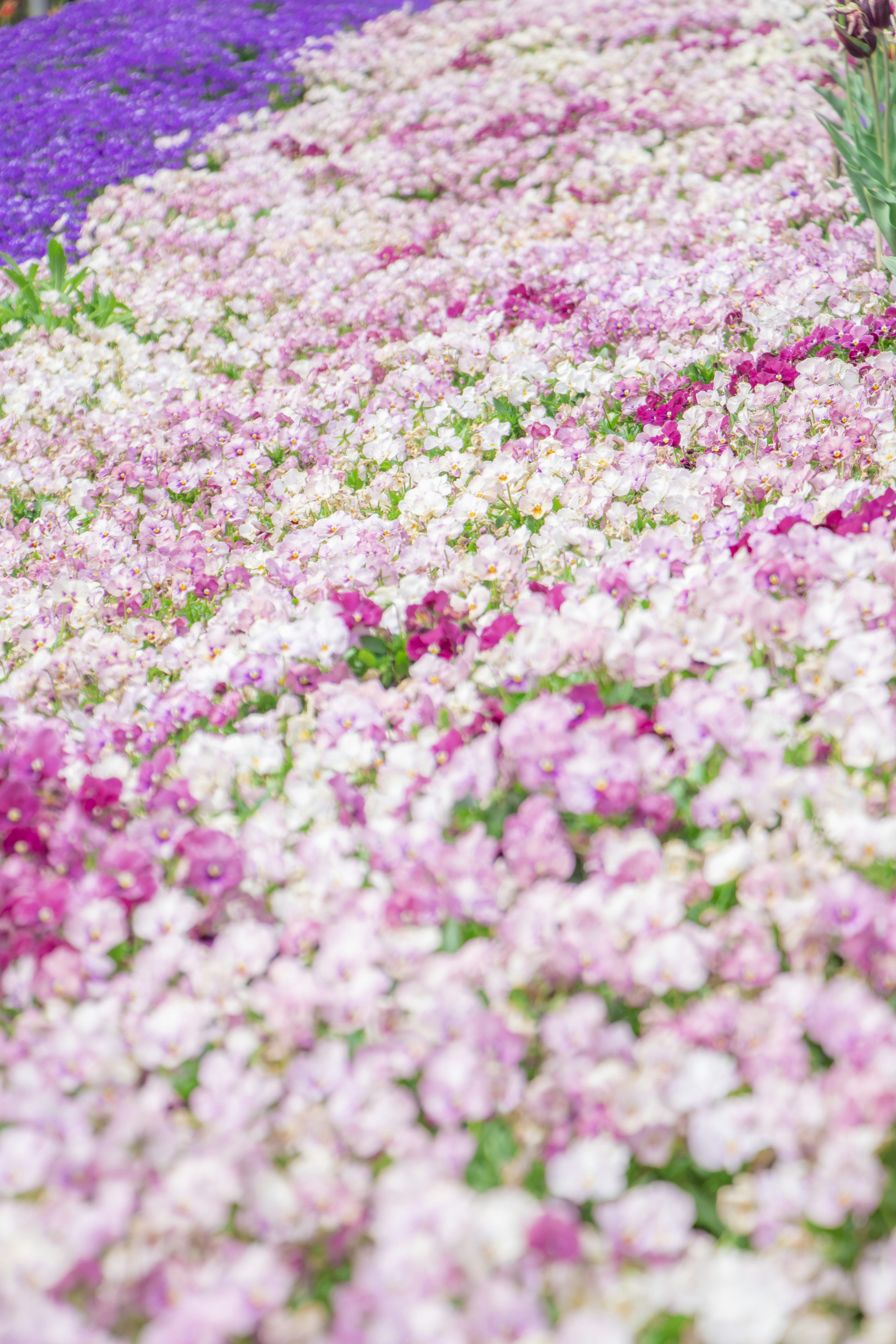 ทางเดินที่มีดอกไม้หลากสีในเฉดสีชมพูและม่วง