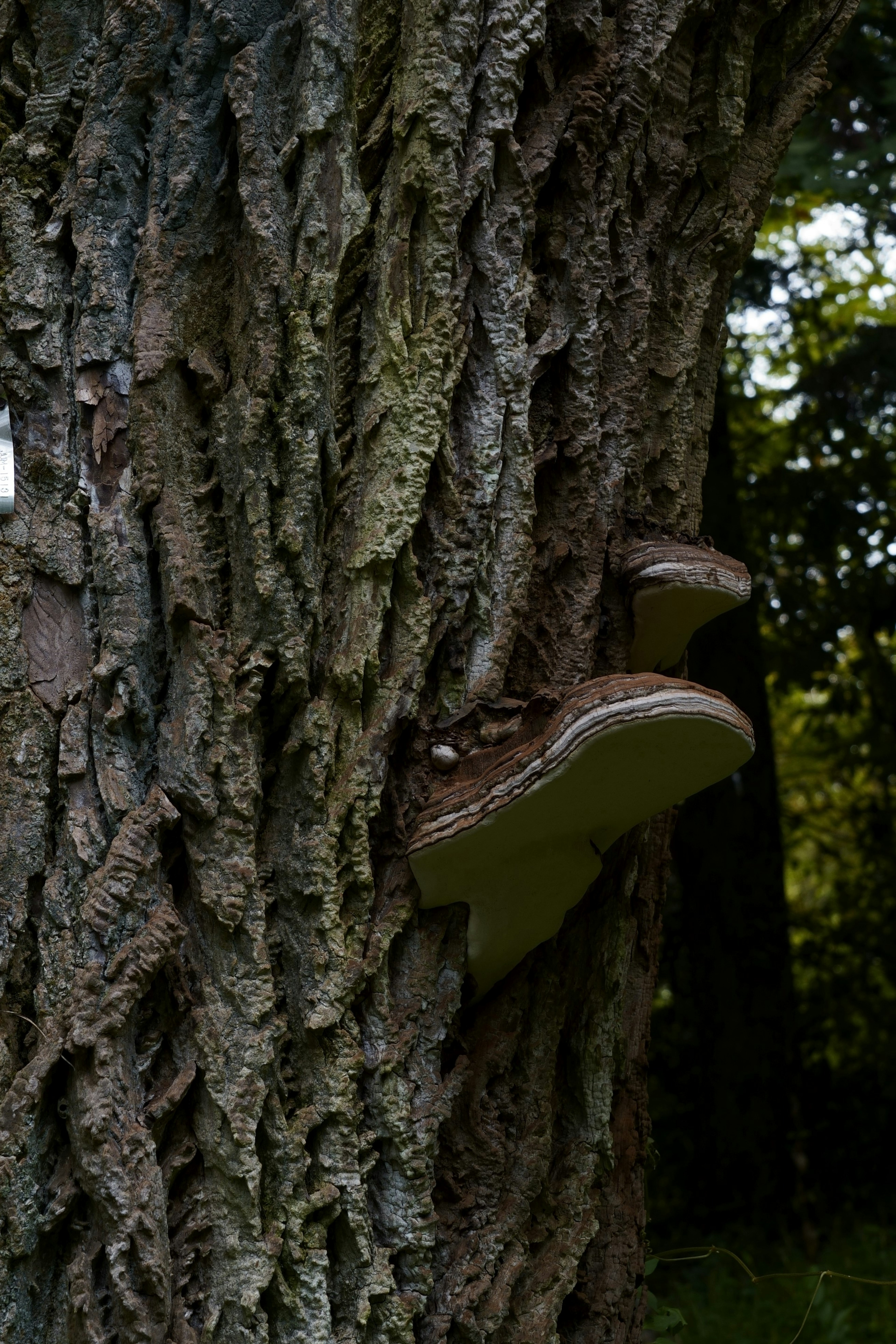 Fungal growth resembling white mushrooms on a tree trunk