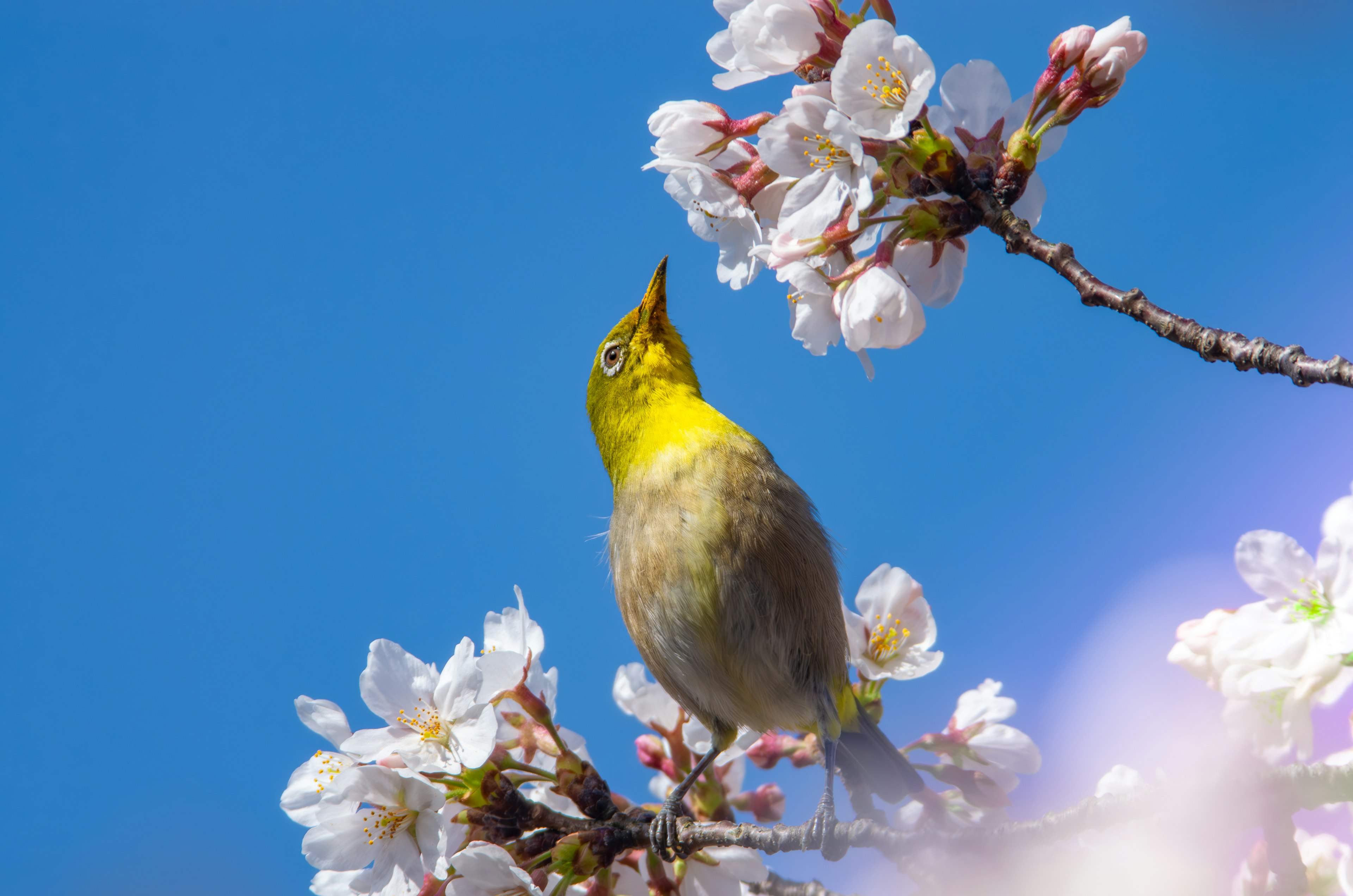 Uccello giallo posato sui fiori di ciliegio contro un cielo blu