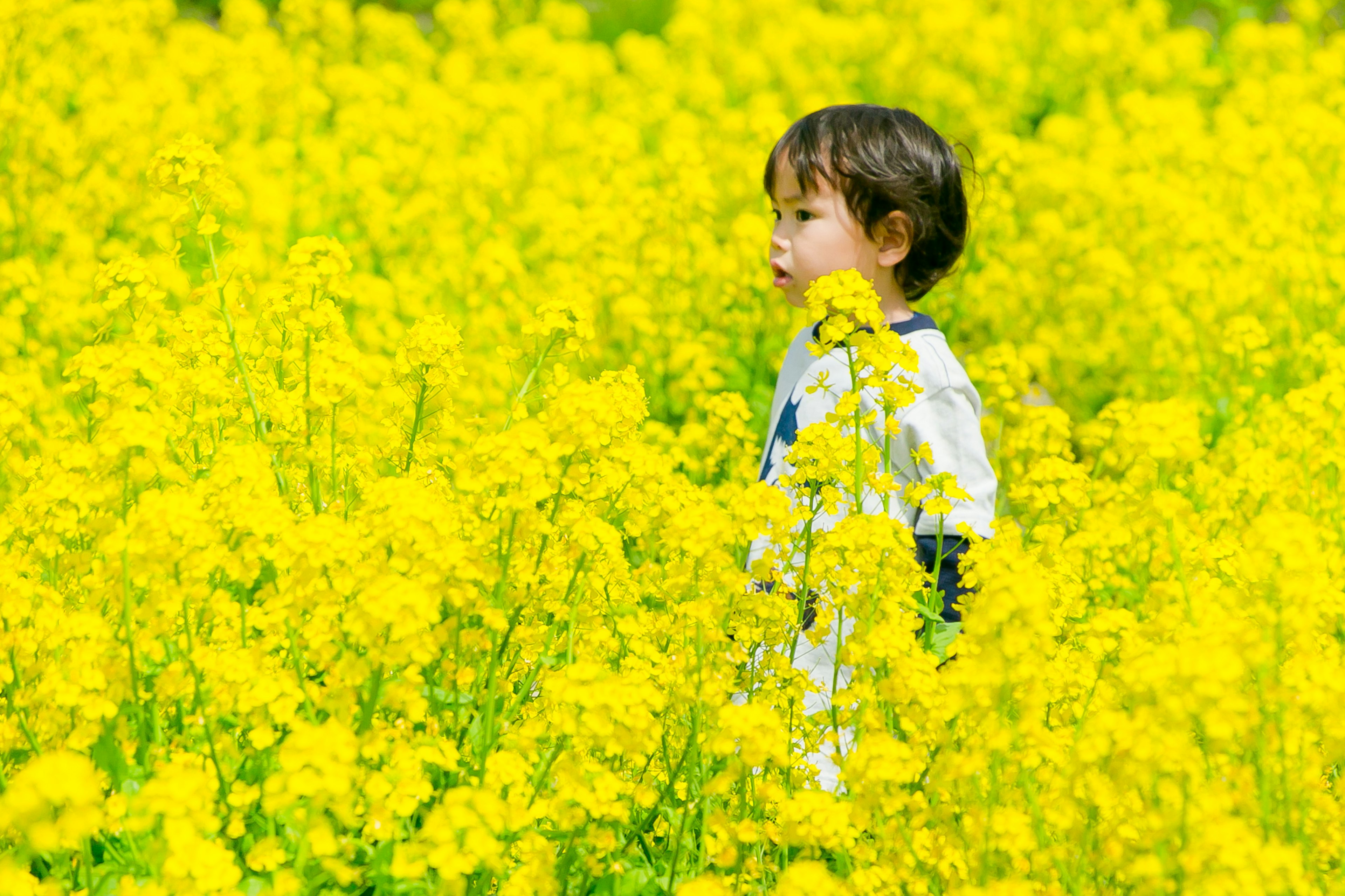 Niño de pie en un campo de flores amarillas brillantes