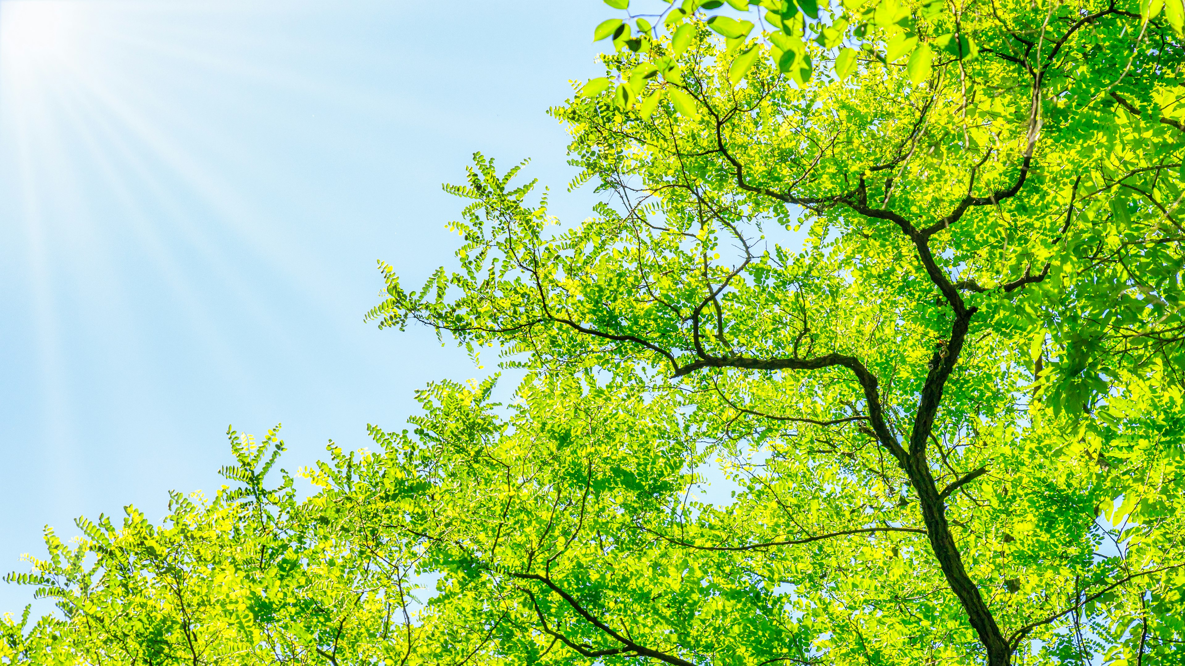 Helle grüne Blätter an Baumzweigen unter einem klaren blauen Himmel