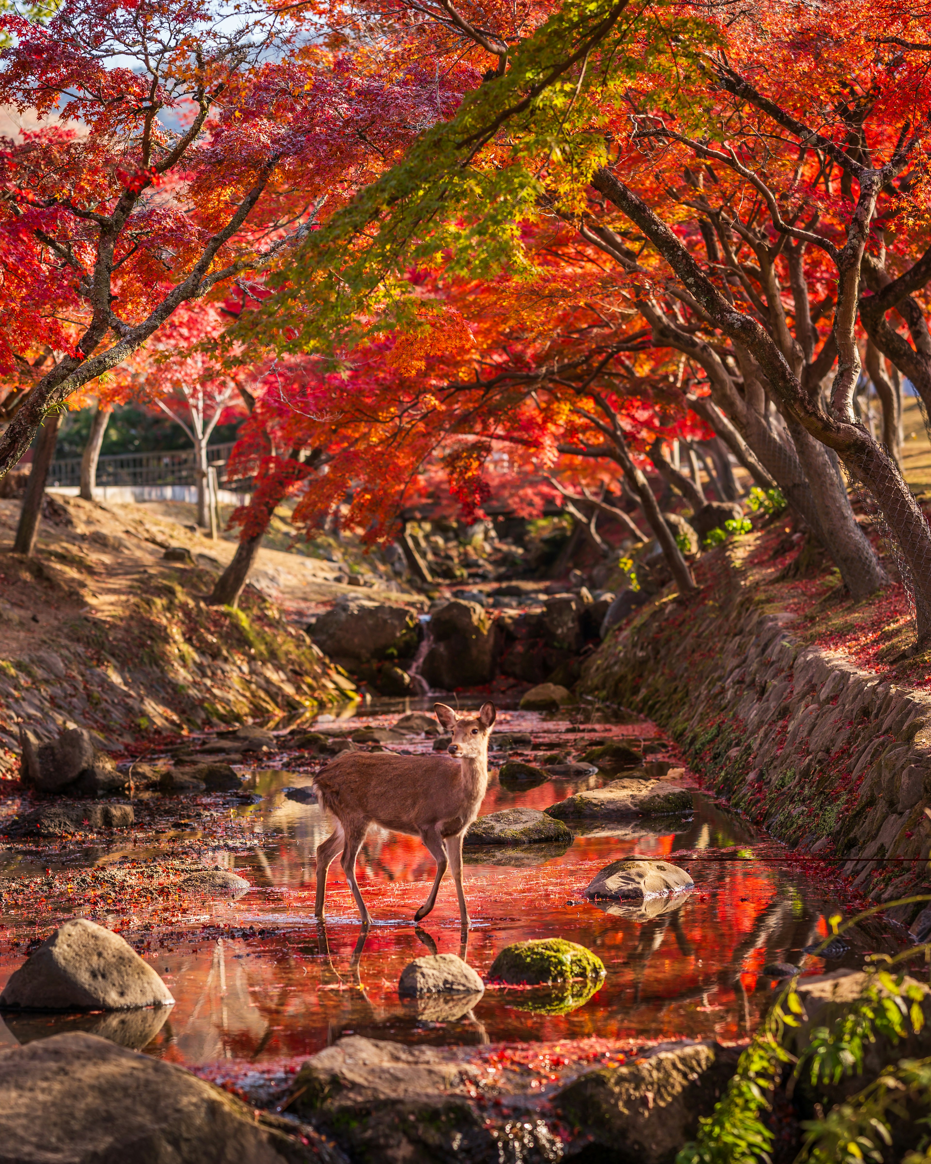 秋の紅葉に囲まれた小川で歩く鹿たち