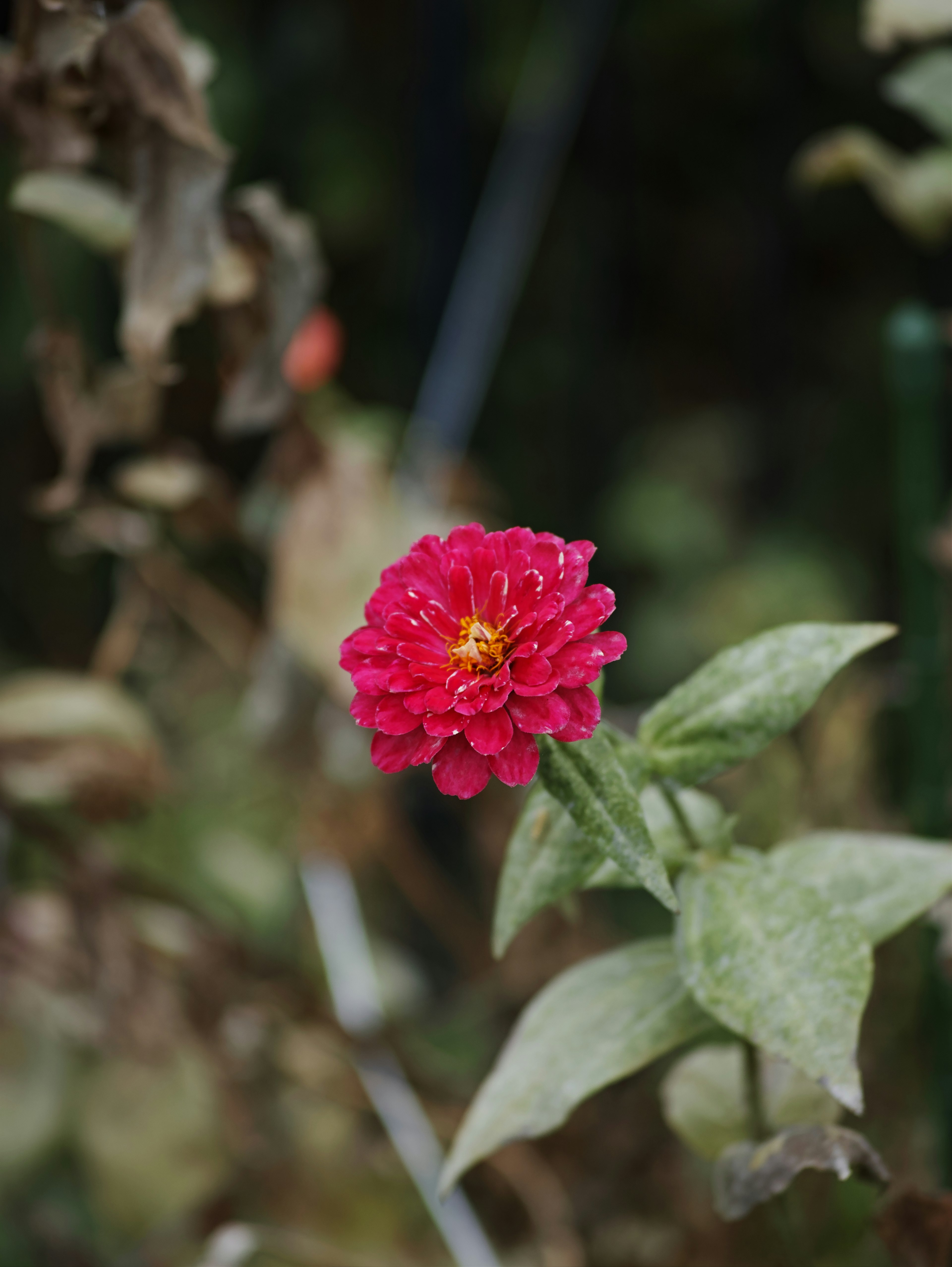 Un fiore rosso vibrante che sboccia tra le foglie verdi