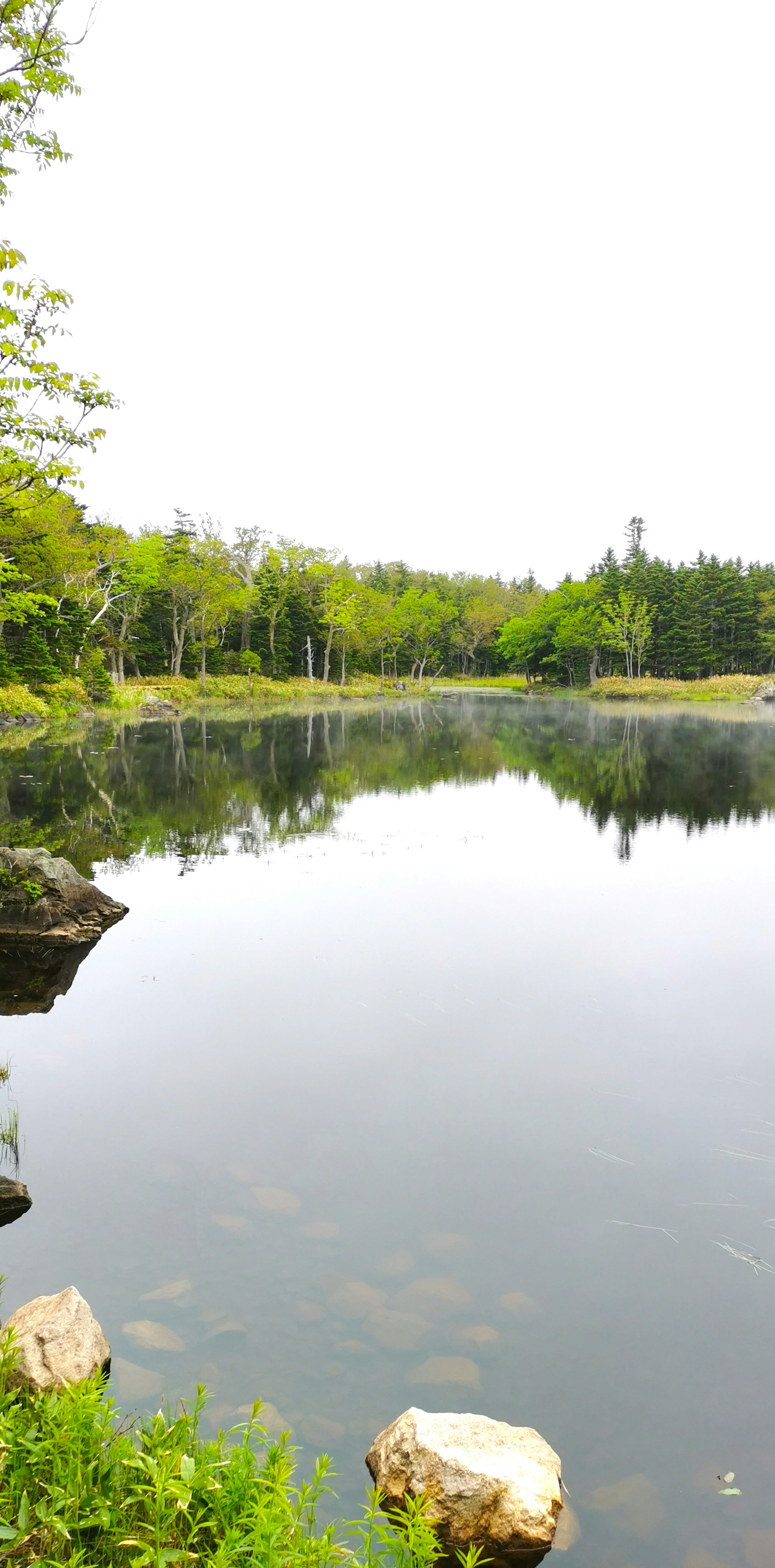 Lac calme entouré d'arbres verts luxuriants reflétant dans l'eau