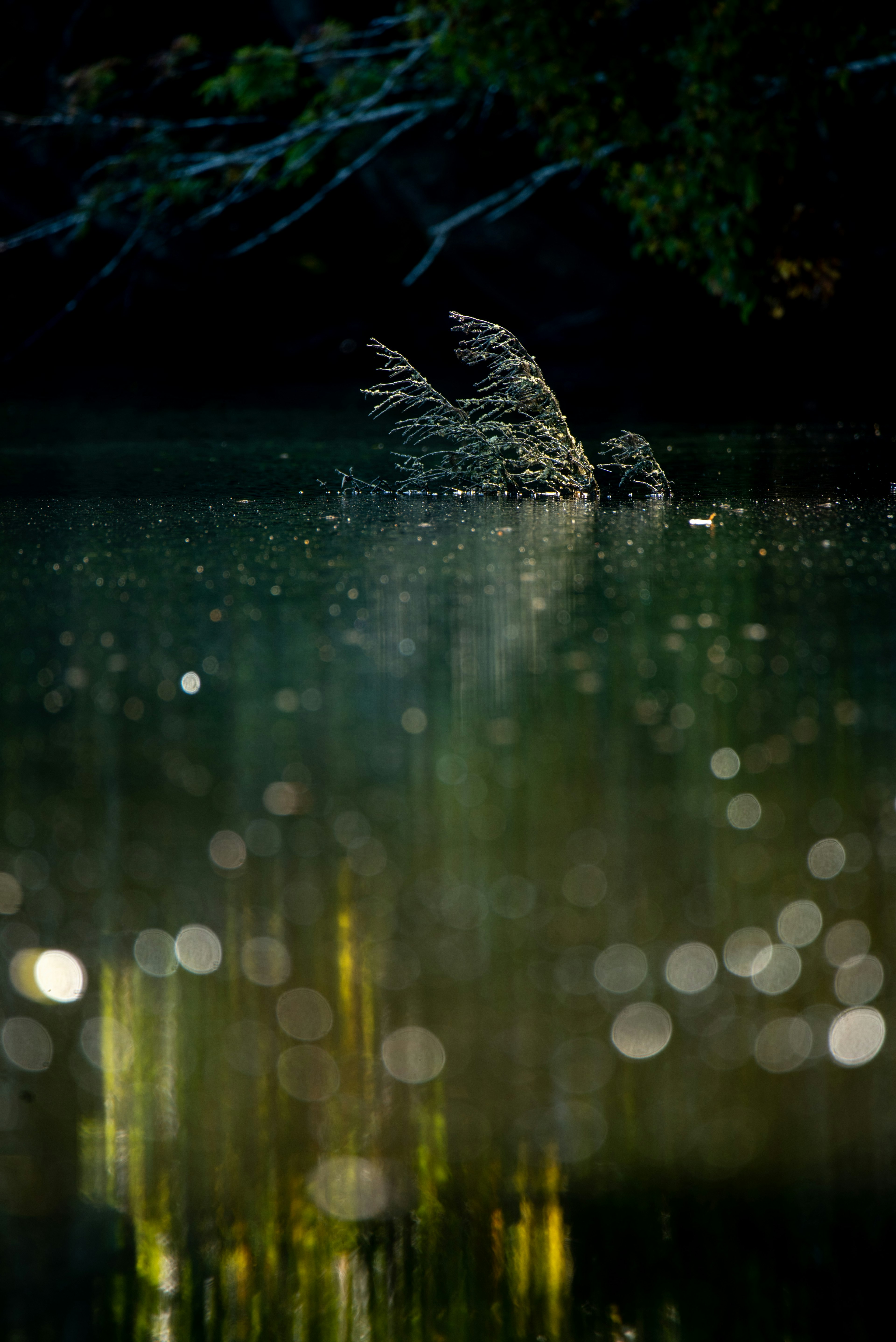 水面に浮かぶ鳥の羽と光の反射が美しい風景