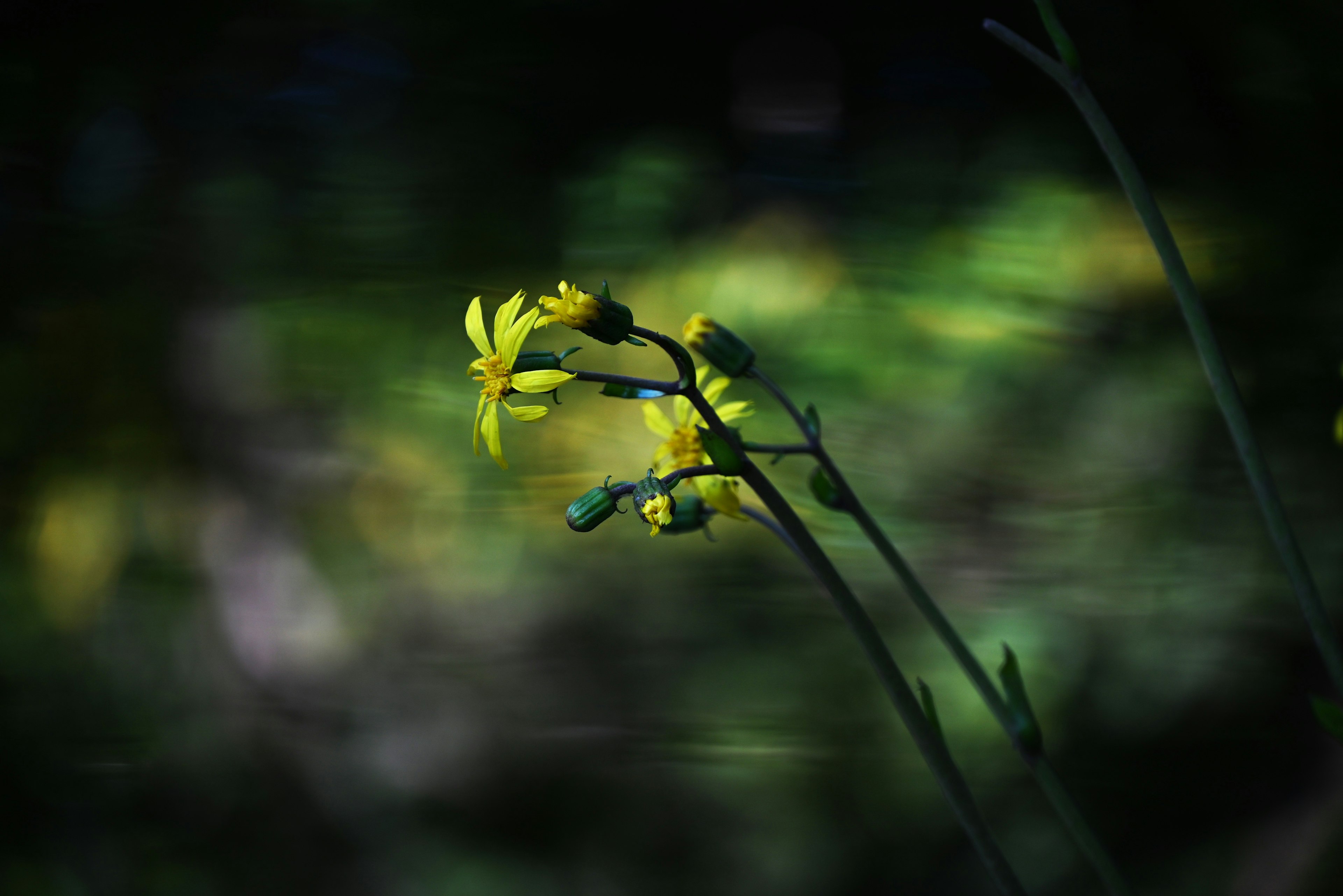 Une fleur jaune épanouie sur un fond sombre