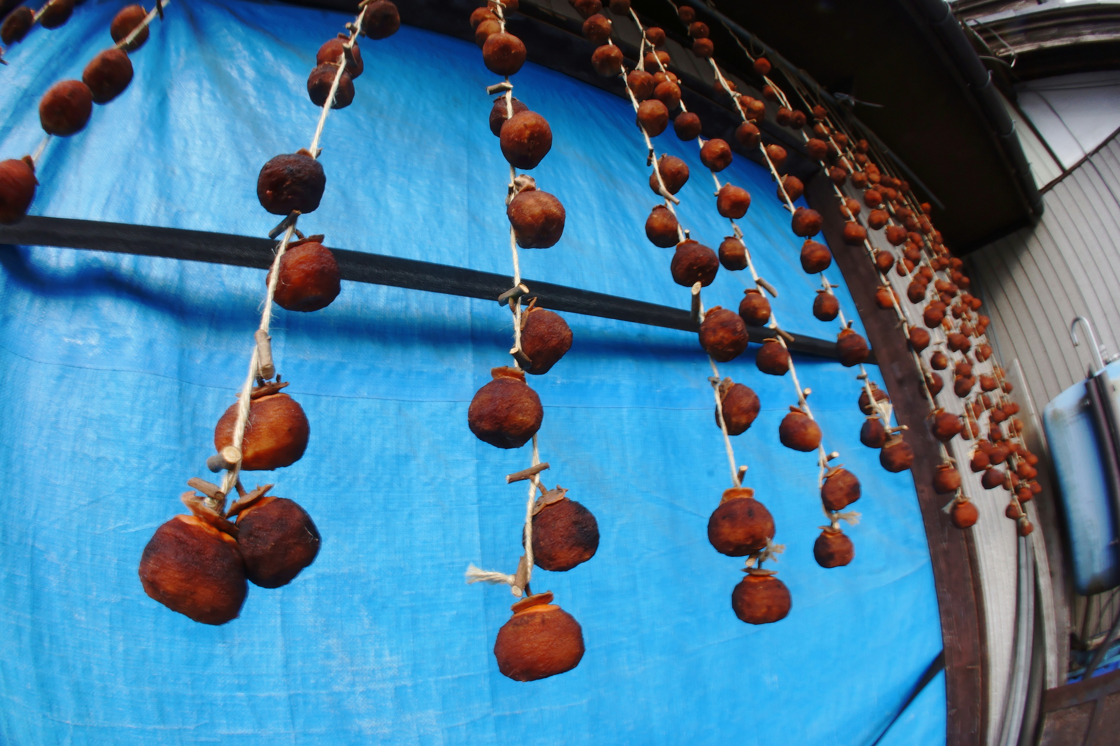 Rows of dried persimmons hanging against a blue backdrop