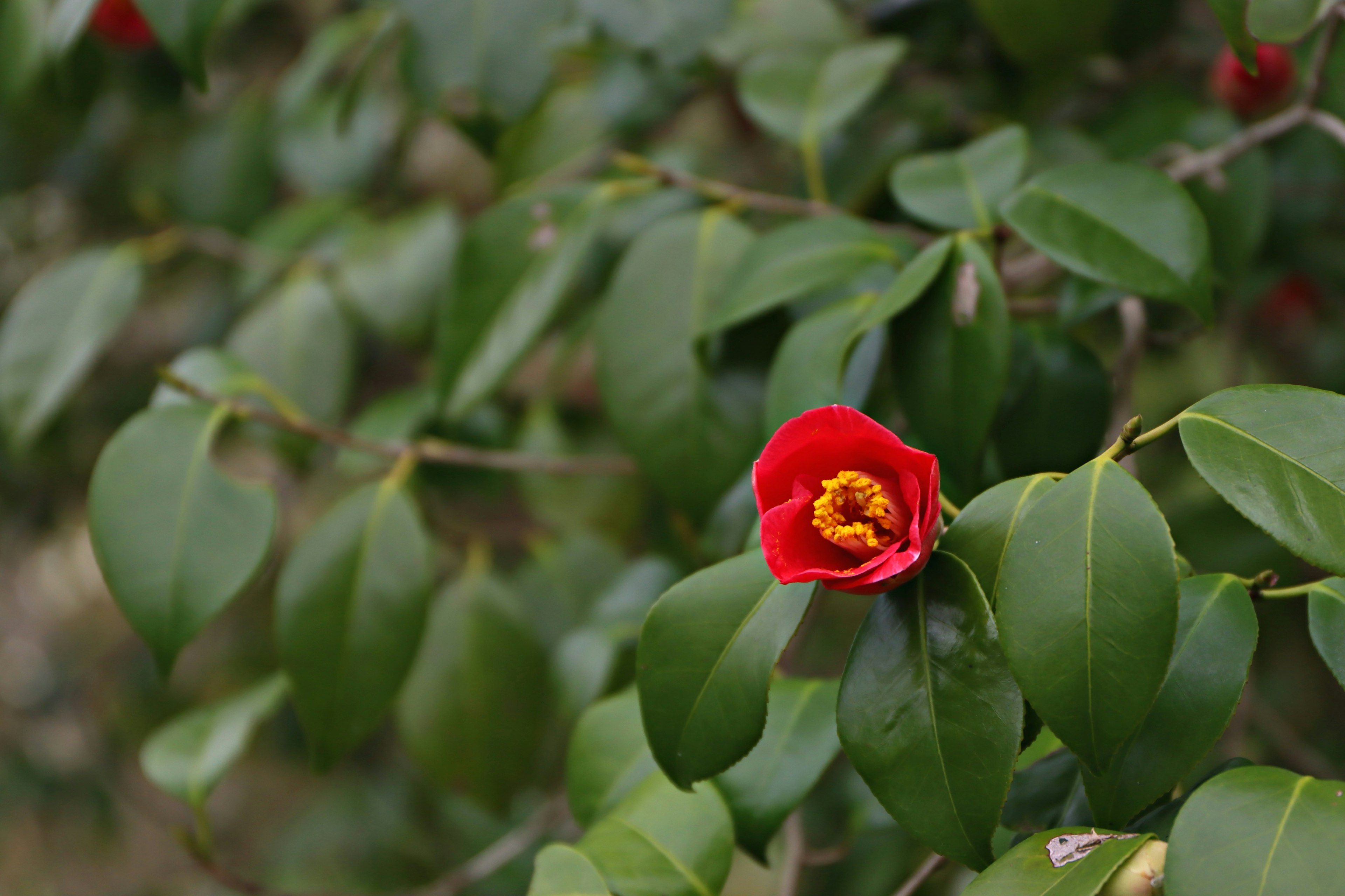 Rote Kamelienblüte zwischen grünen Blättern