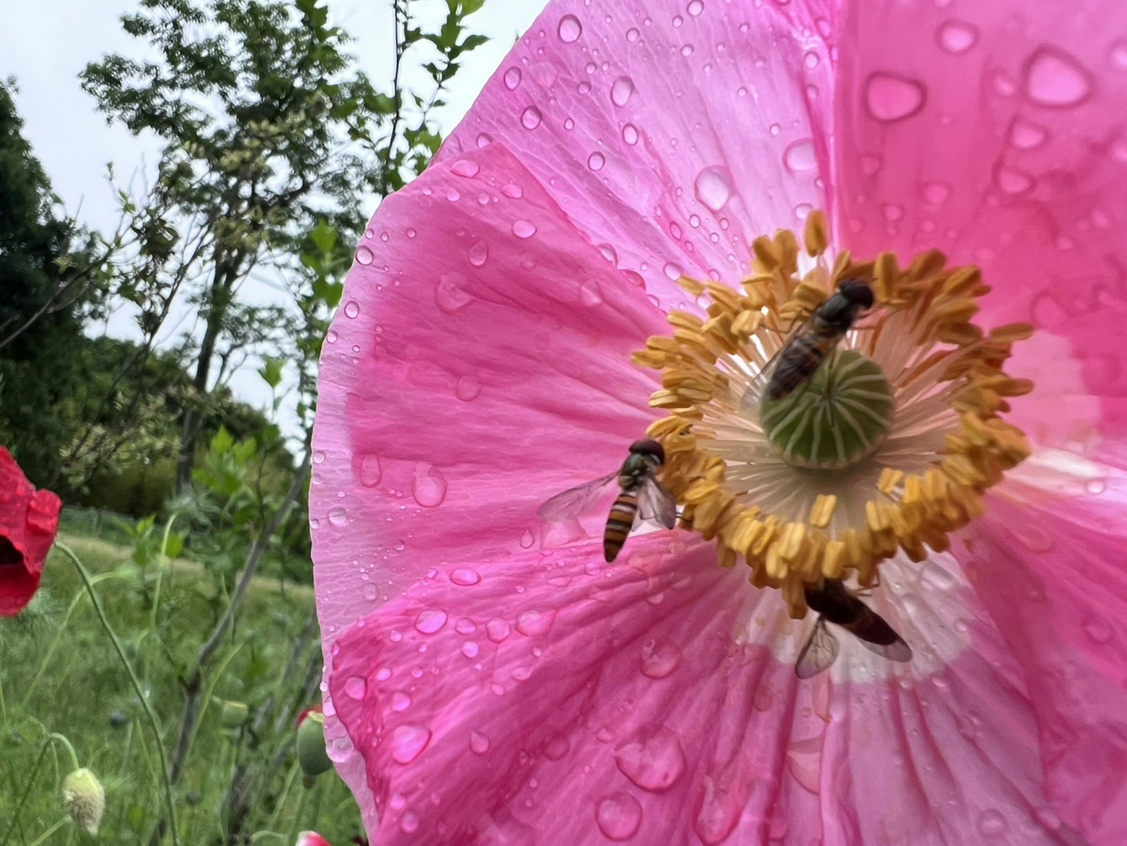 ピンクのポピーの花に水滴がついており、その中心部には2匹のミツバチがいる