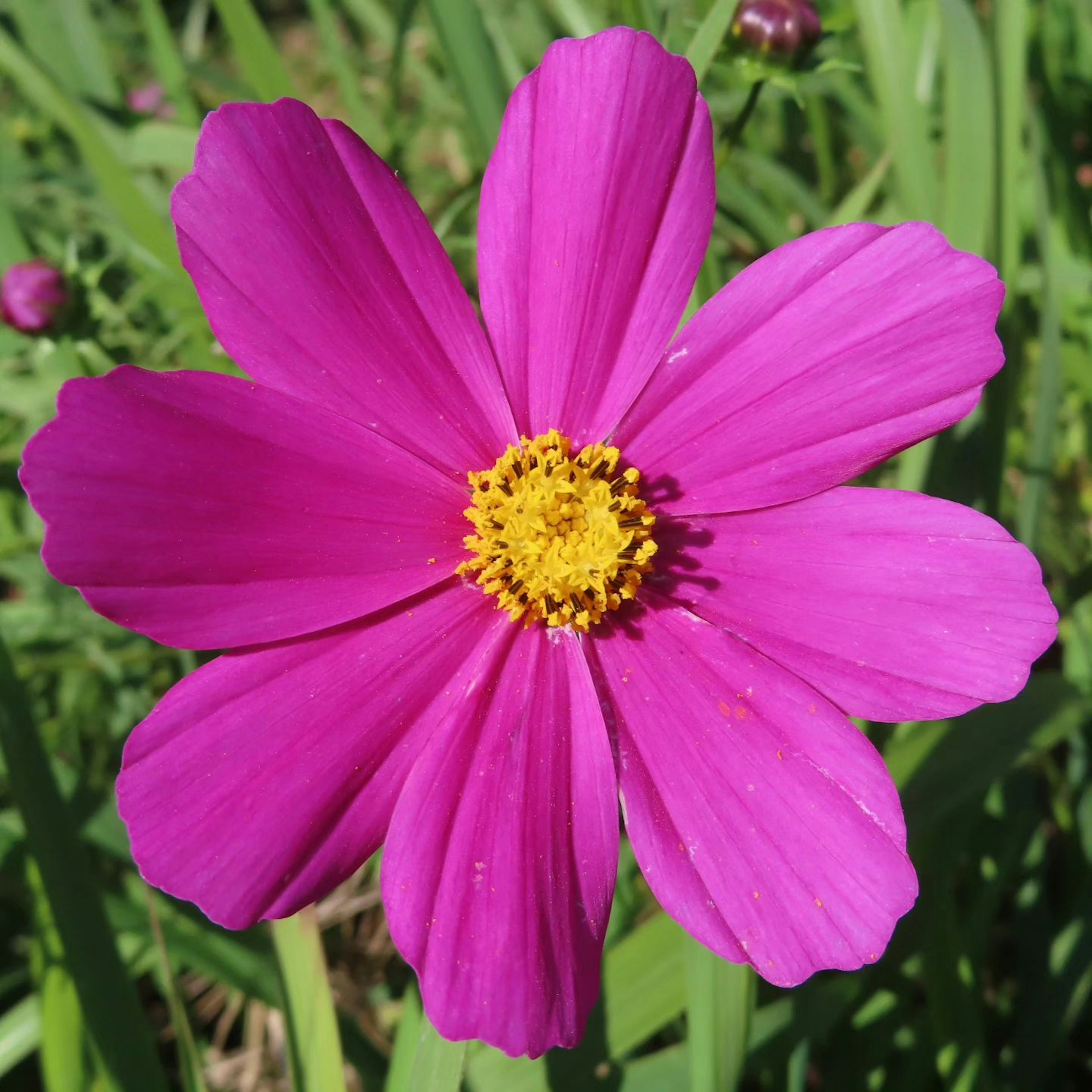 鮮やかなピンクのコスモスの花が緑の背景に咲いている