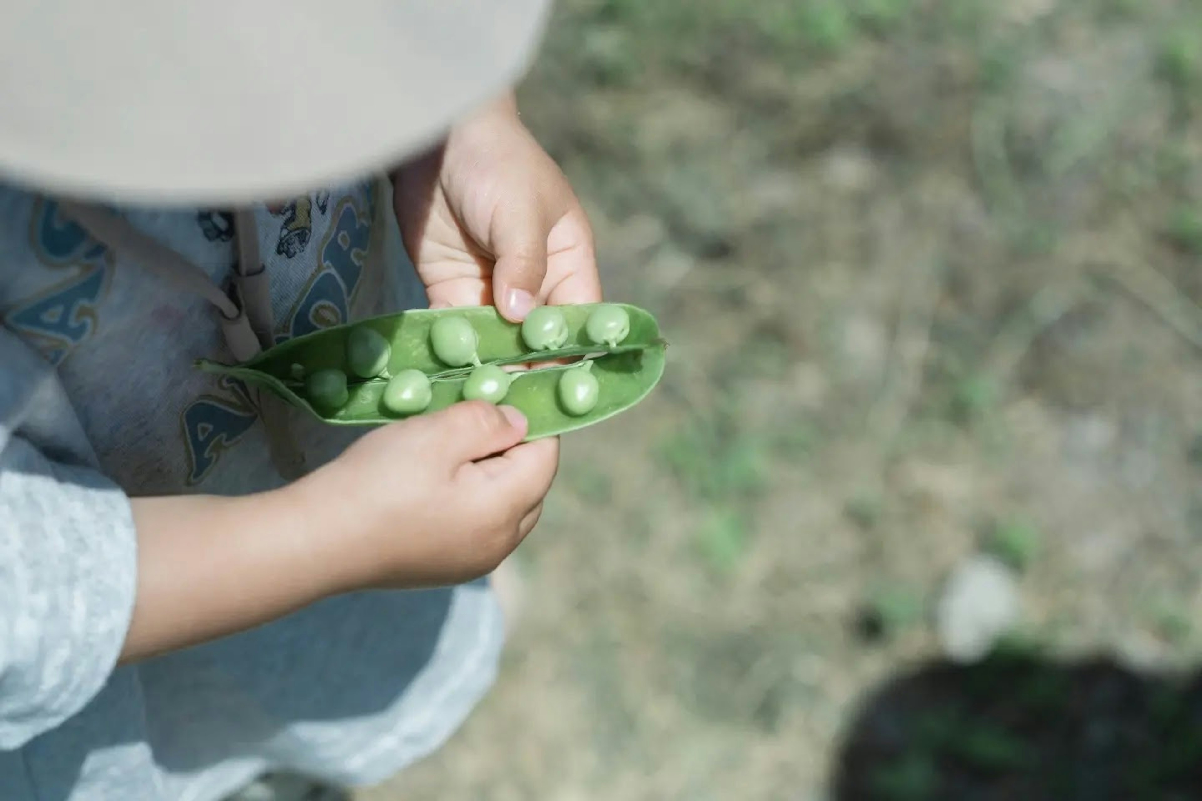 孩子手里拿着一个装有豌豆的绿色豌豆荚