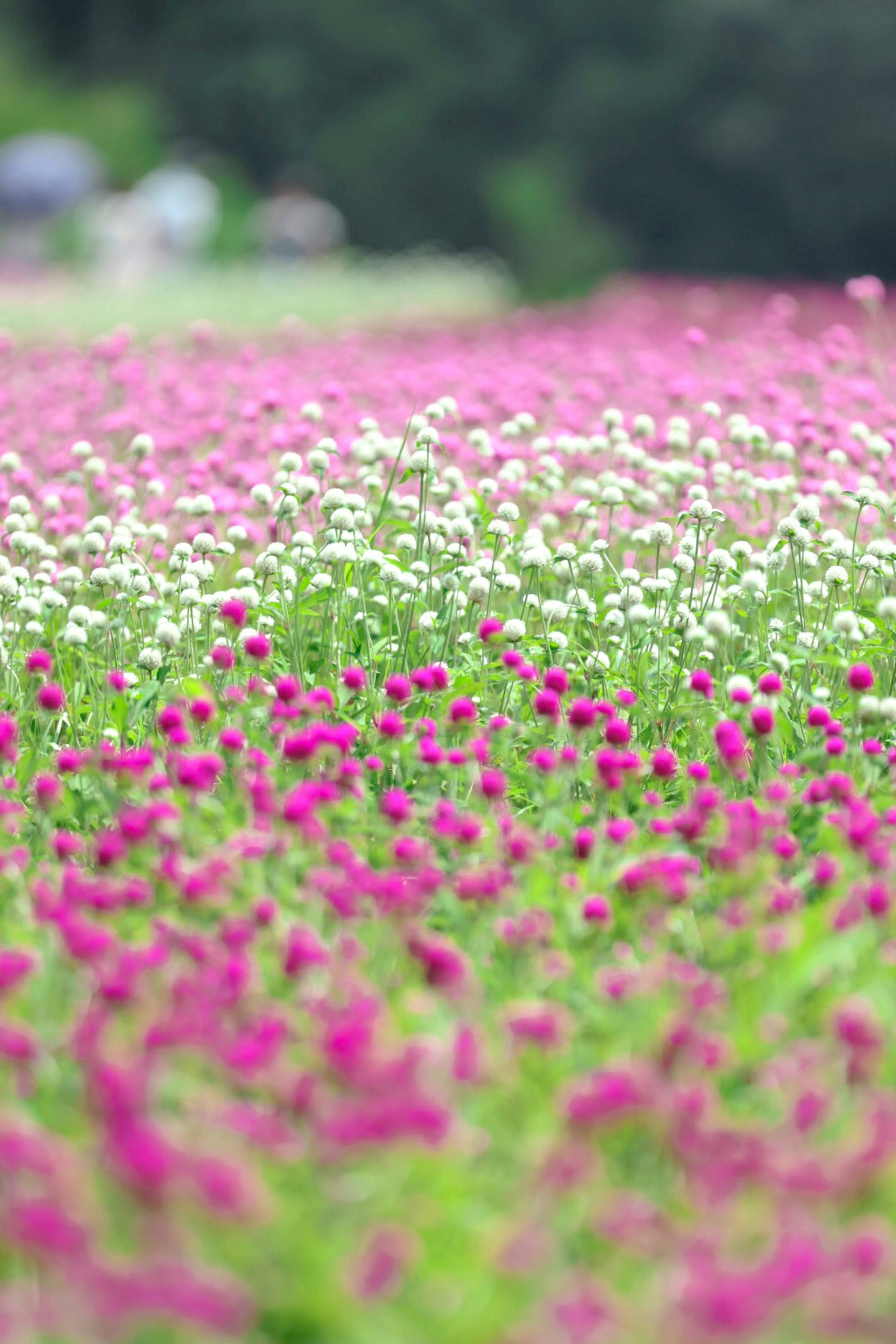 色とりどりの花畑が広がる風景