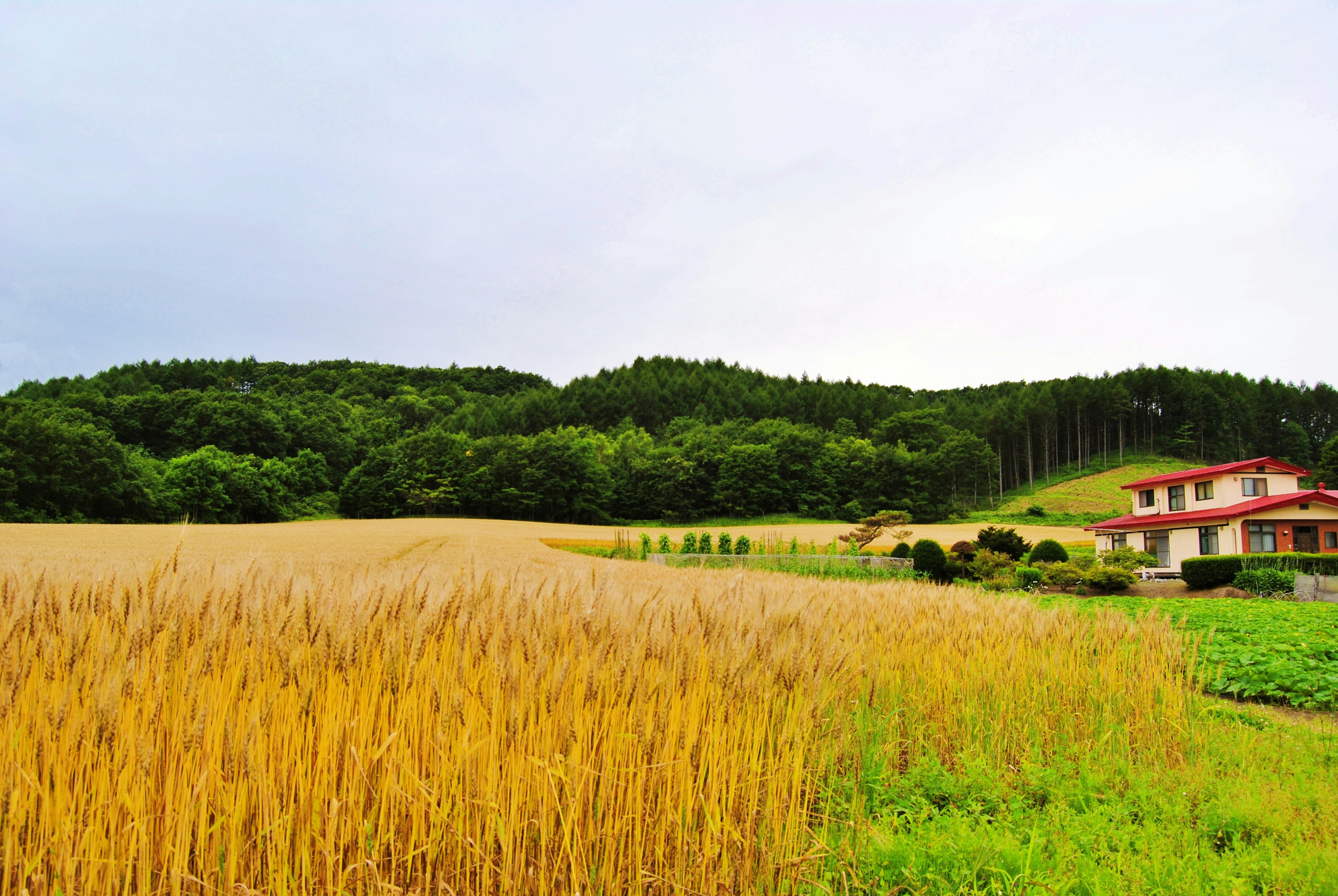 Scenic view of golden wheat fields with a red house near lush green hills