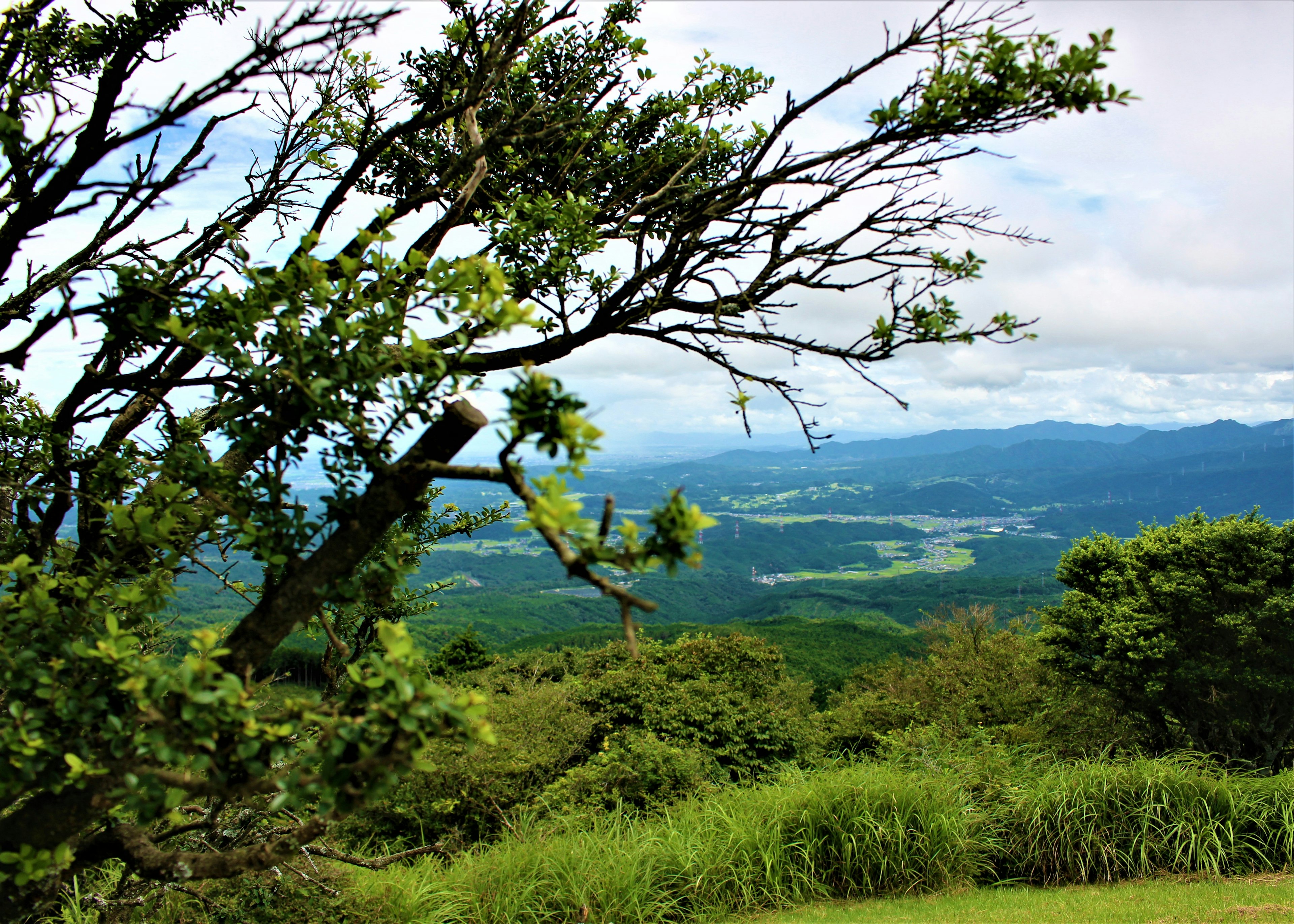 Paysage montagneux verdoyant avec une branche d'arbre s'étendant dans un ciel bleu