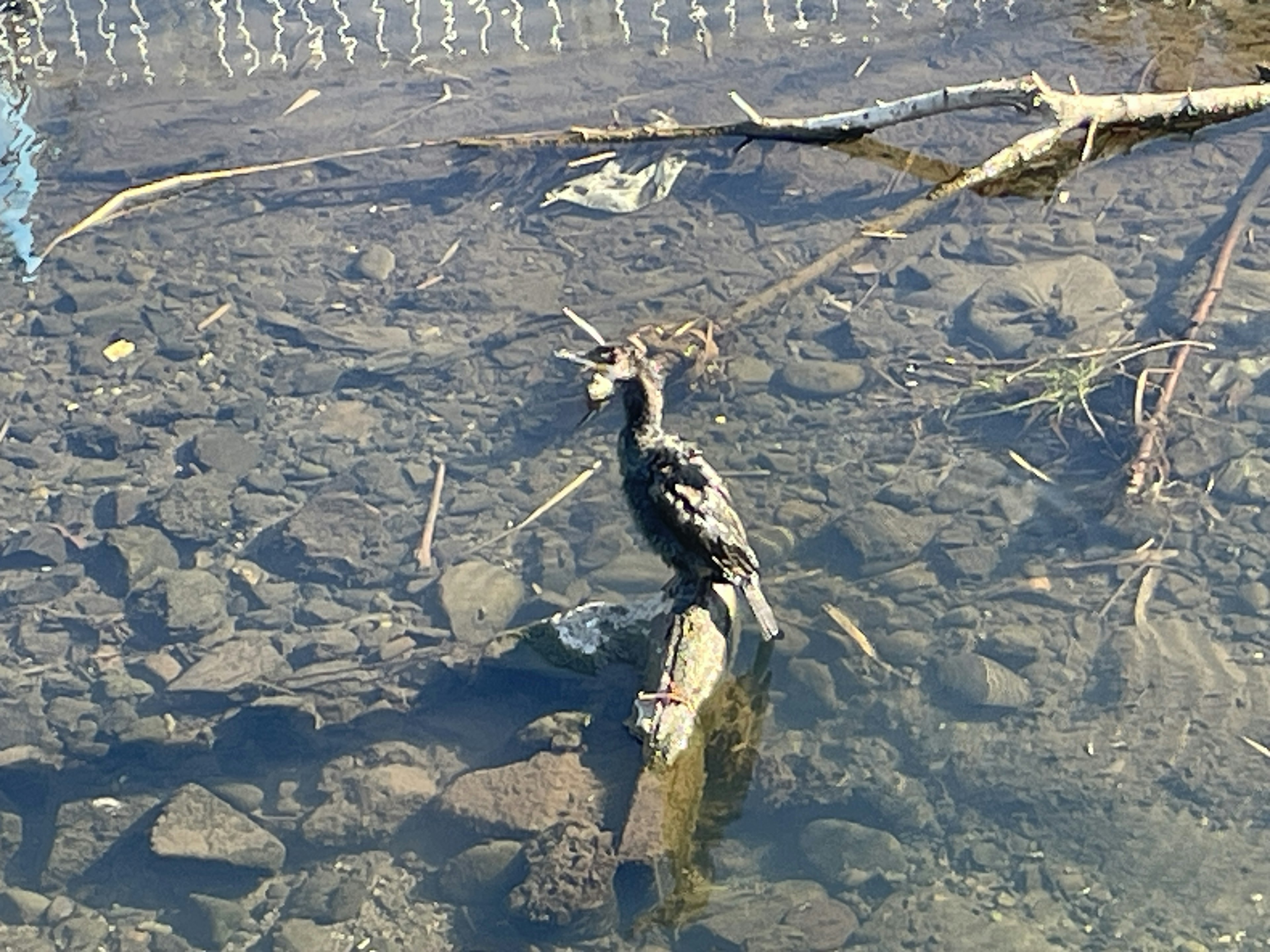 水面に浮かぶ木の枝の上に立つ黒い鳥