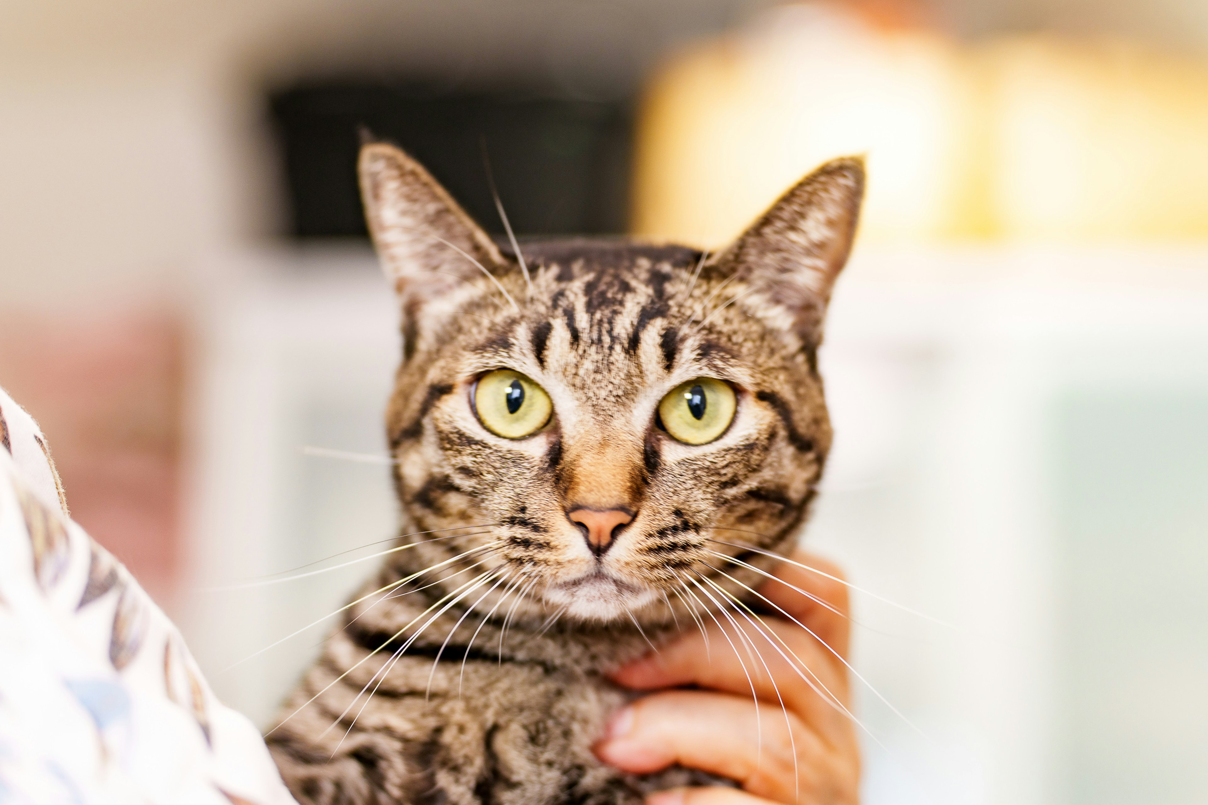 Primo piano di un gatto tigrato con occhi verdi tenuto da una persona