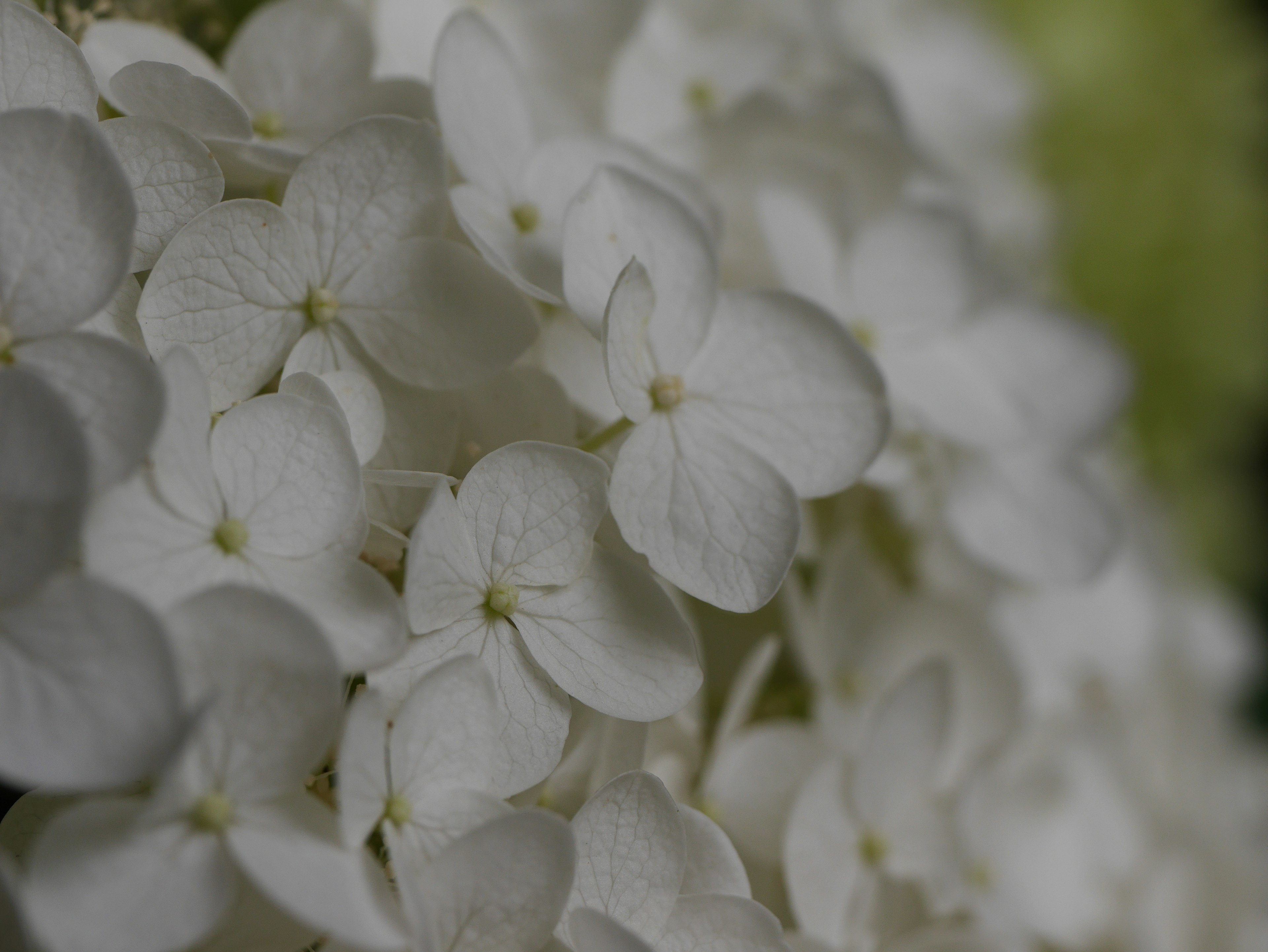 Primo piano di petali di fiori bianchi che mostrano trame morbide e tonalità delicate in un insieme floreale