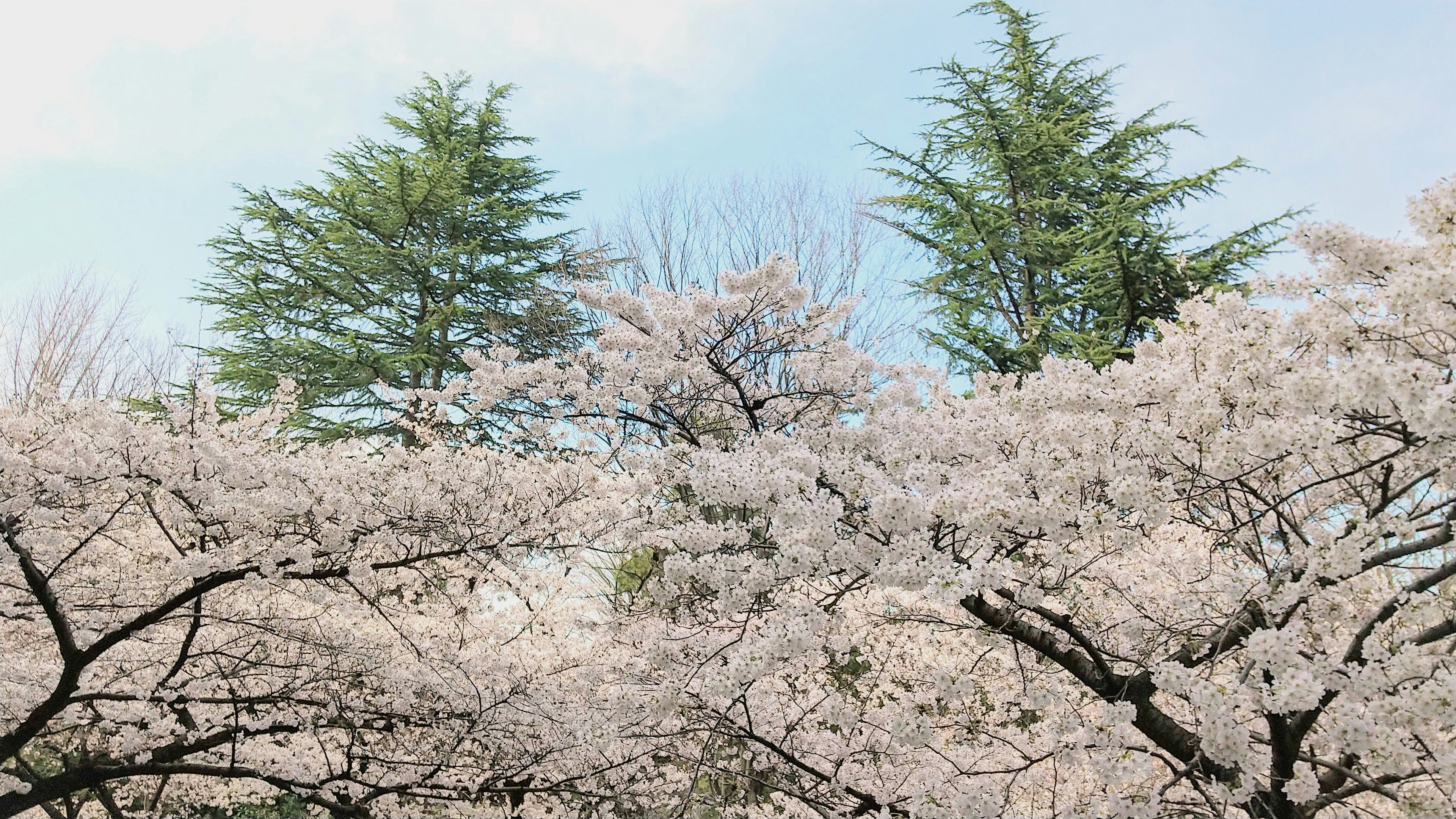 Cherry blossom trees in full bloom with green coniferous trees in the background