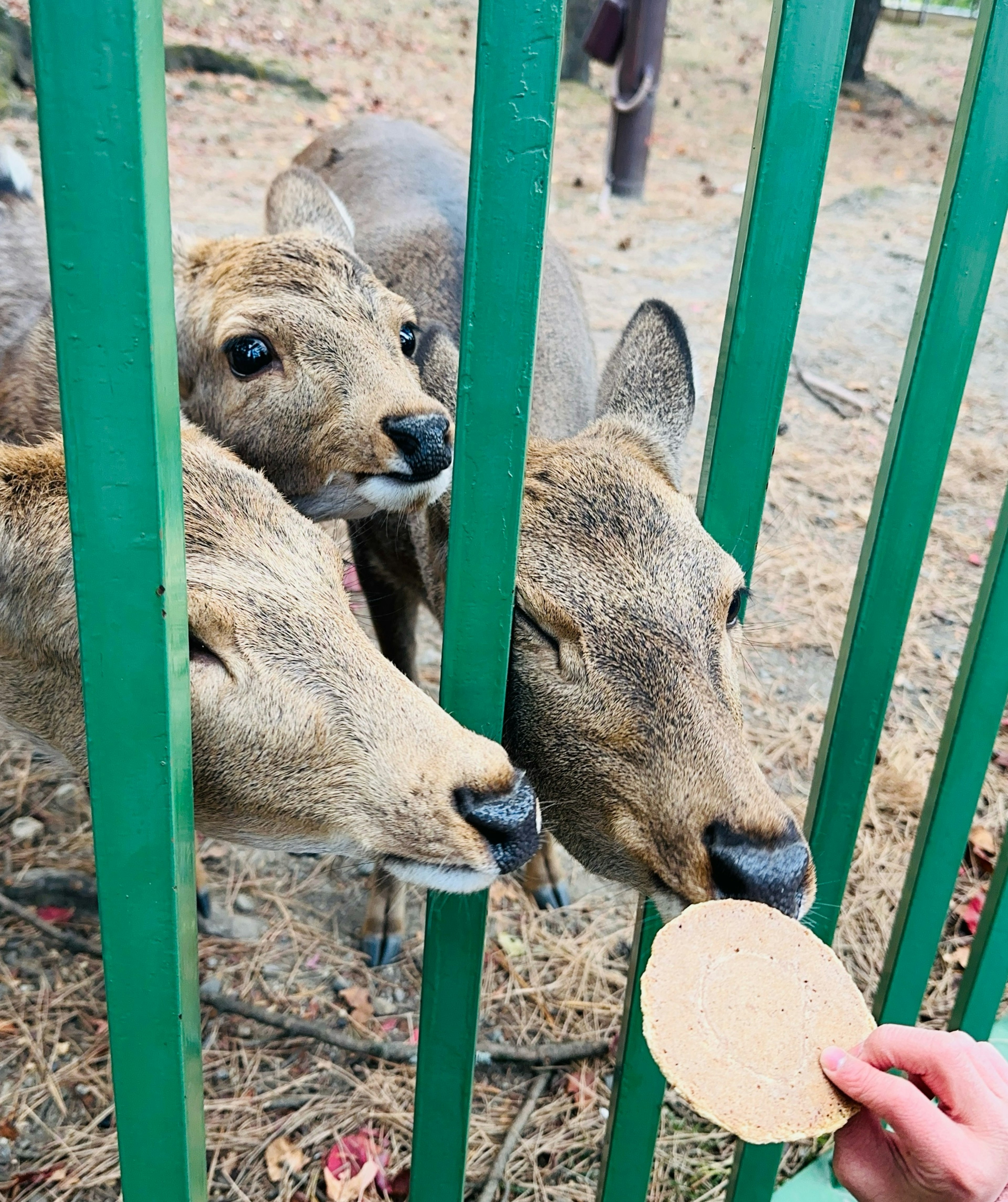 Two deer reaching through a green fence for a cookie held by a hand