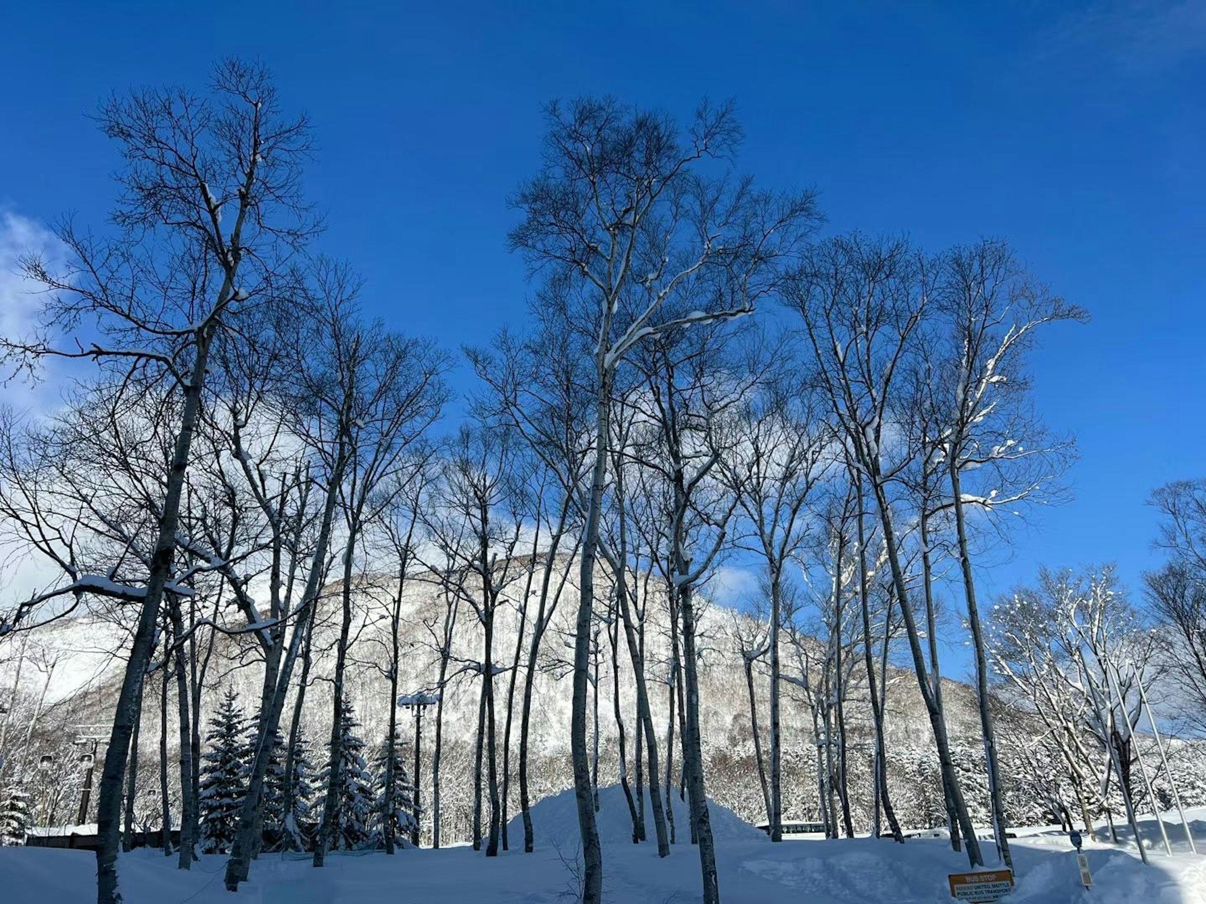 Snow-covered trees against a bright blue sky