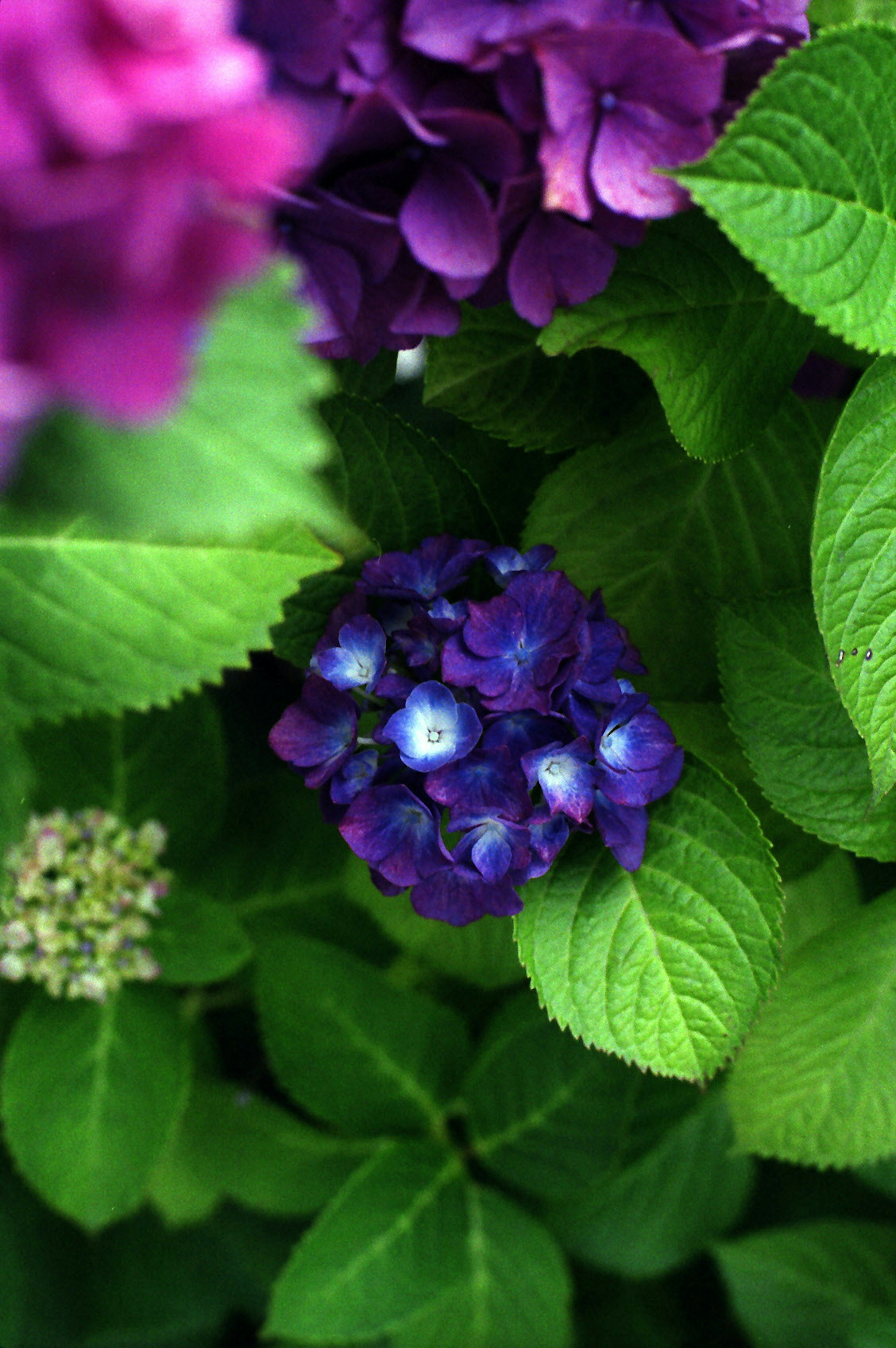 Immagine con fiori di ortensia viola circondati da foglie verdi lussureggianti