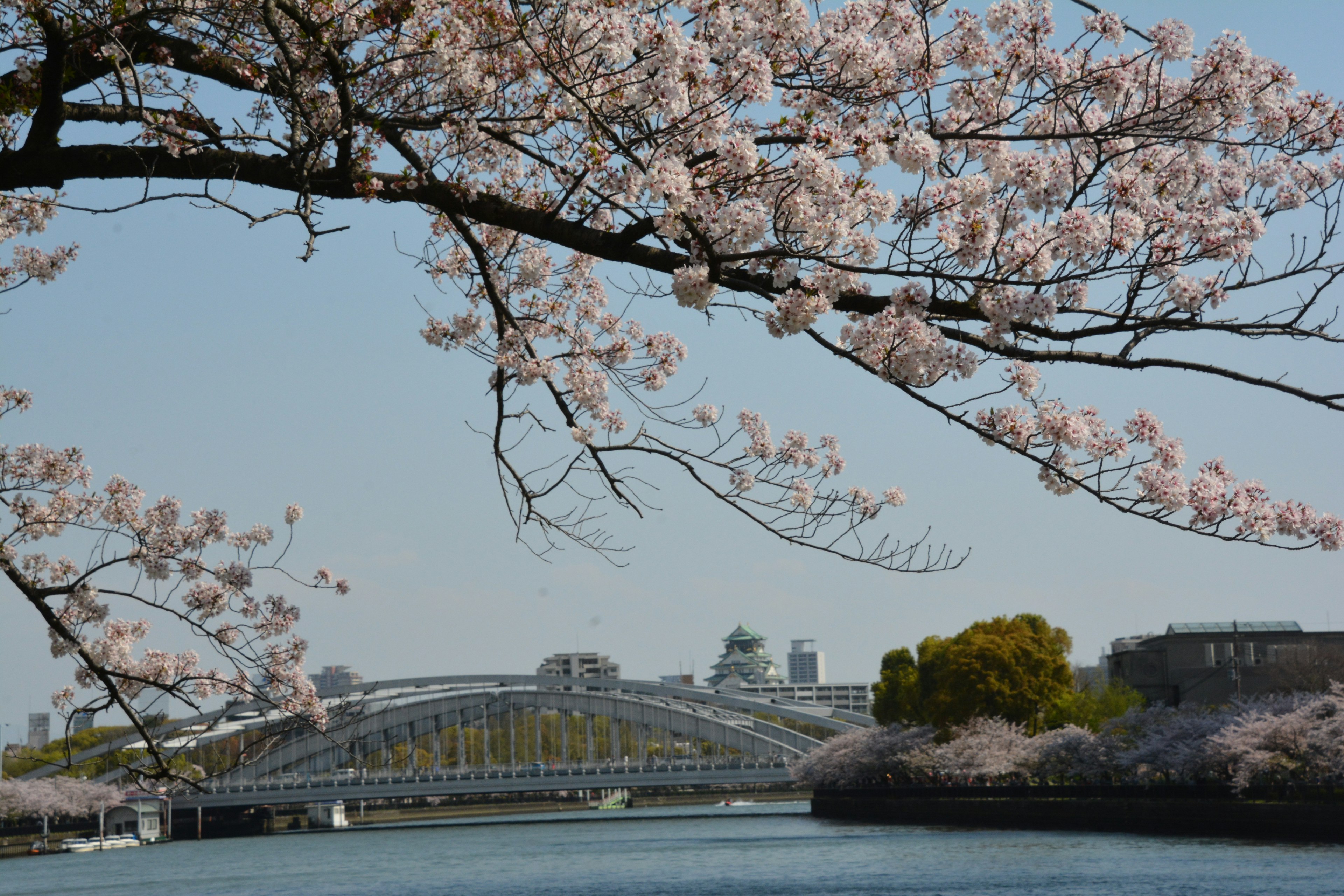 桜の花が咲く川沿いの風景 橋と都市の背景