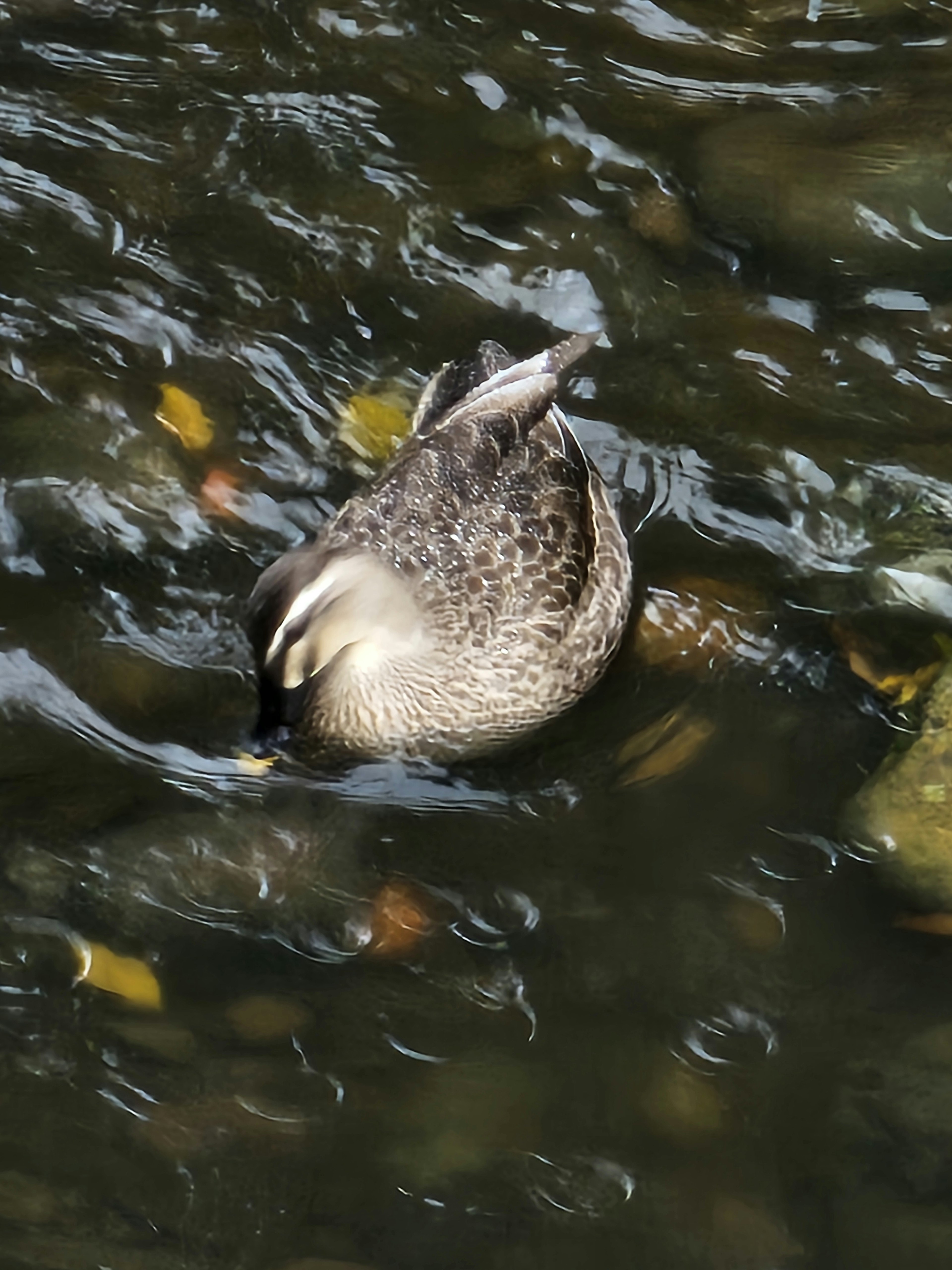 Bebek mencari makanan di air dengan permukaan beriak