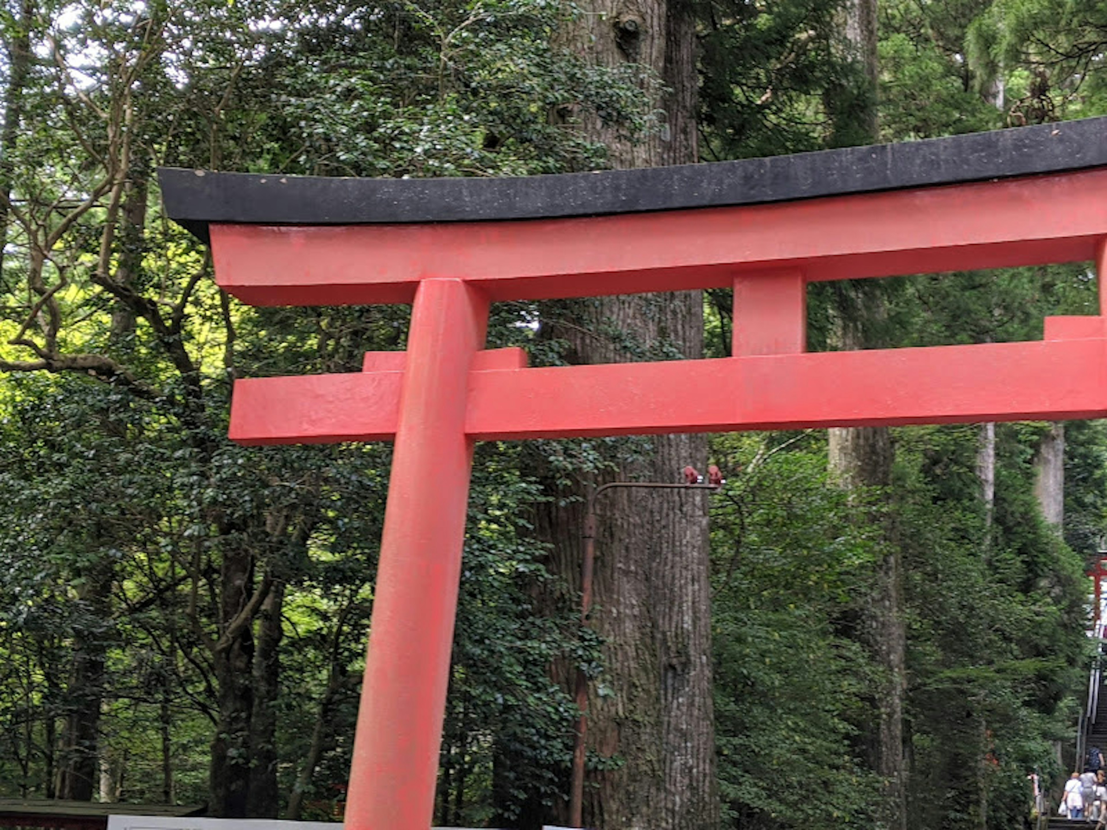 赤い鳥居が森の中に立っている緑の木々に囲まれた風景