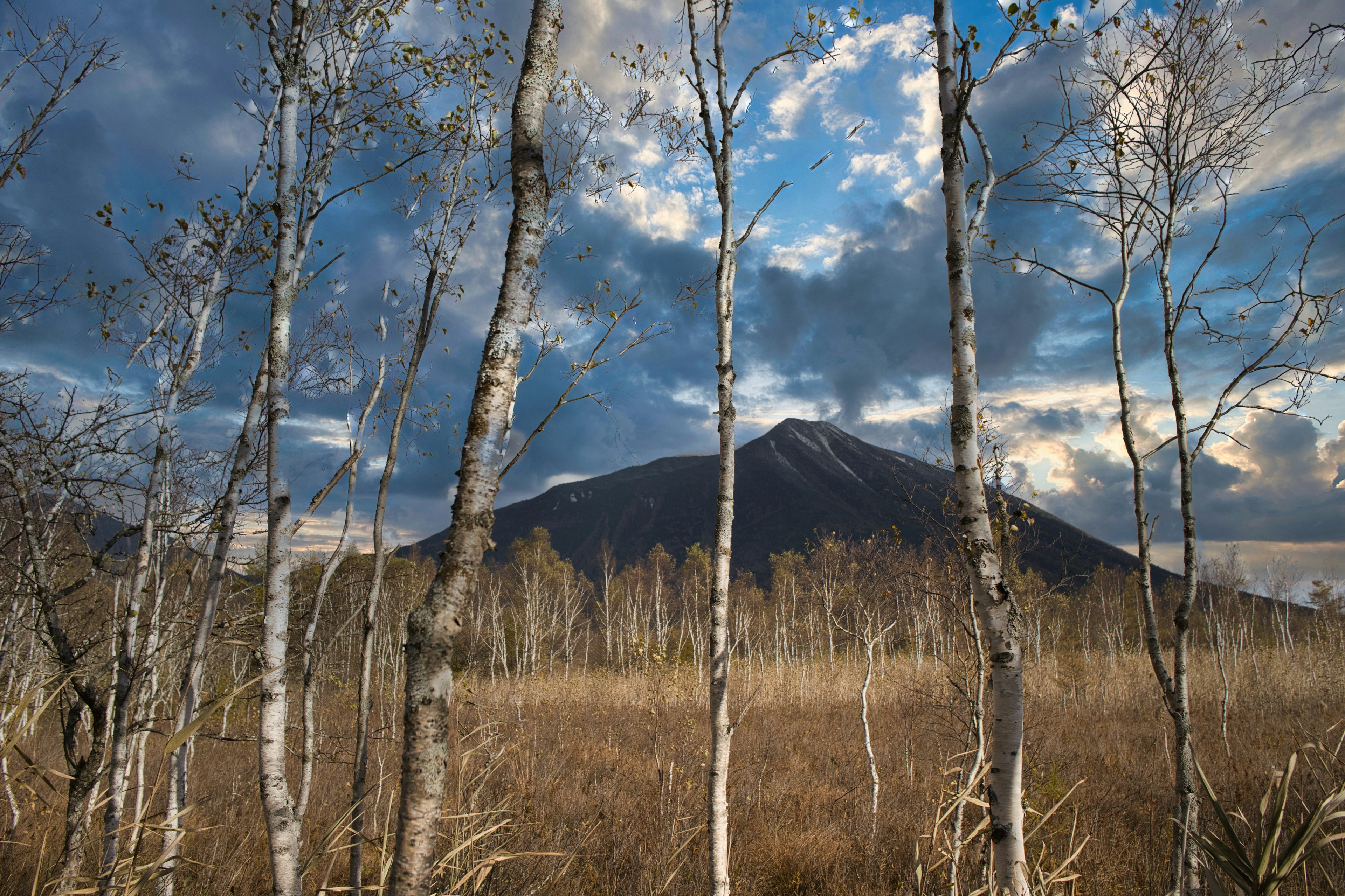 Gunung terlihat melalui pohon birch di bawah langit biru