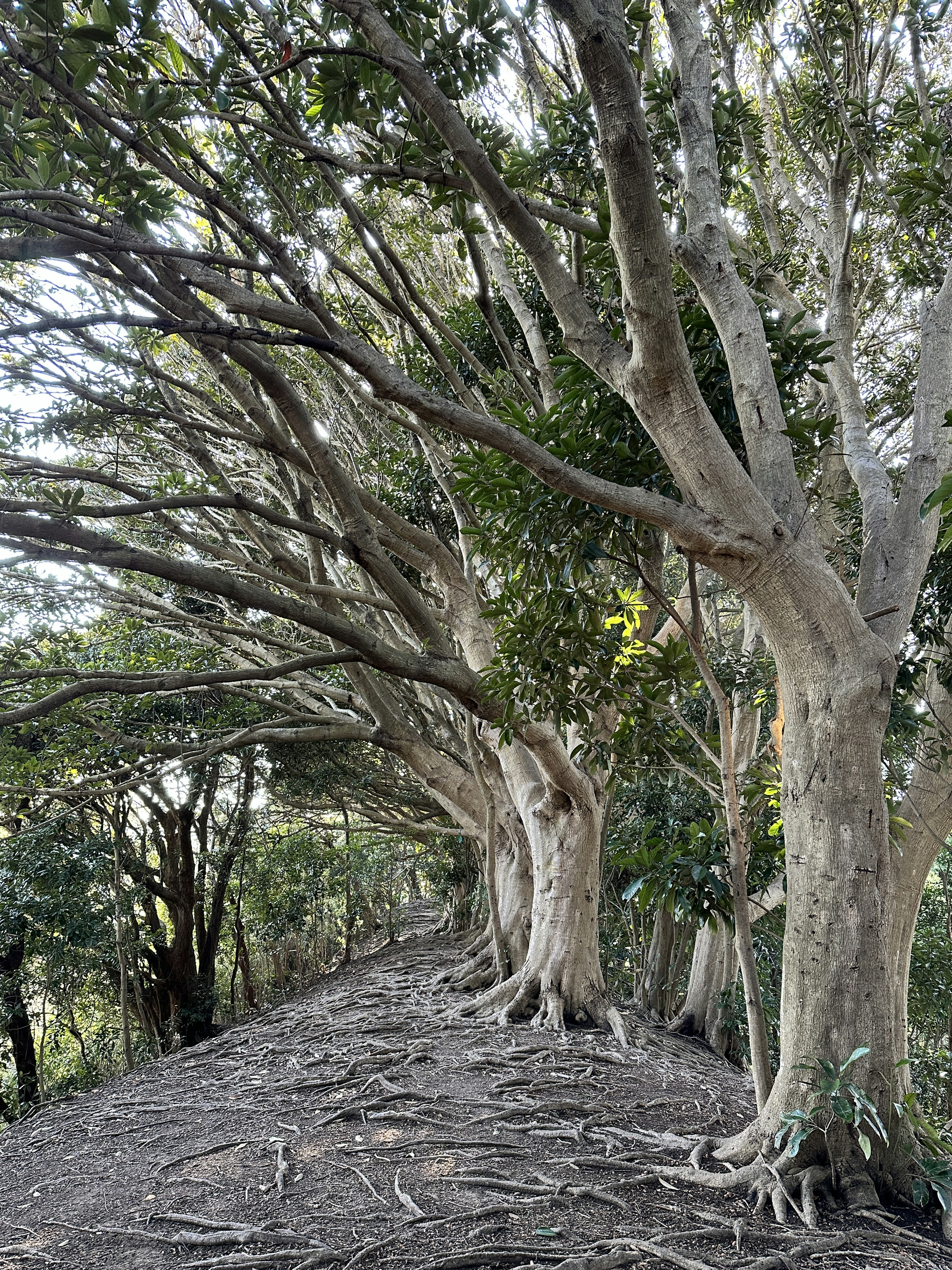 Un sentiero panoramico fiancheggiato da alberi con foglie verdi e radici visibili