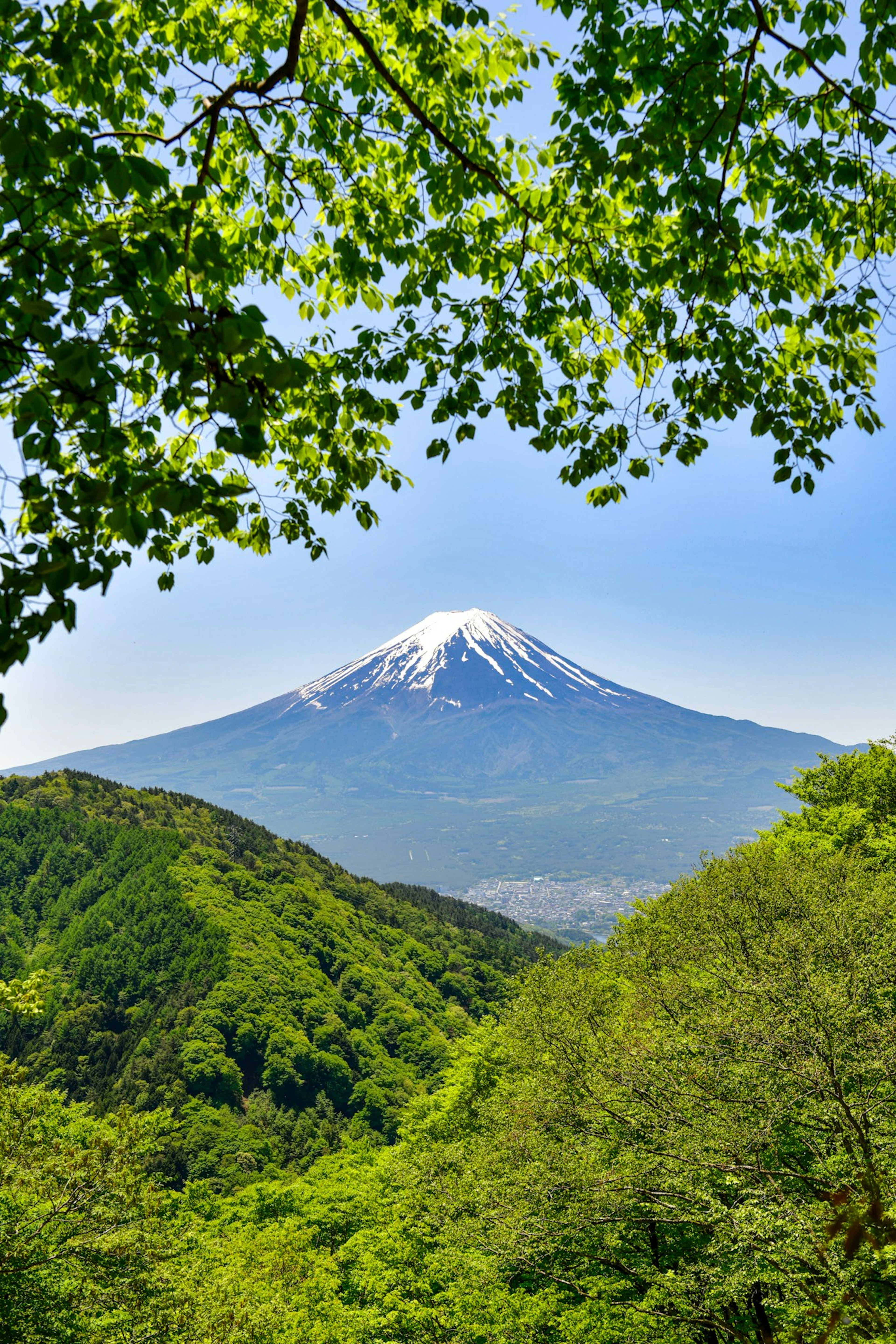 緑の木々の間から見える富士山の美しい景色