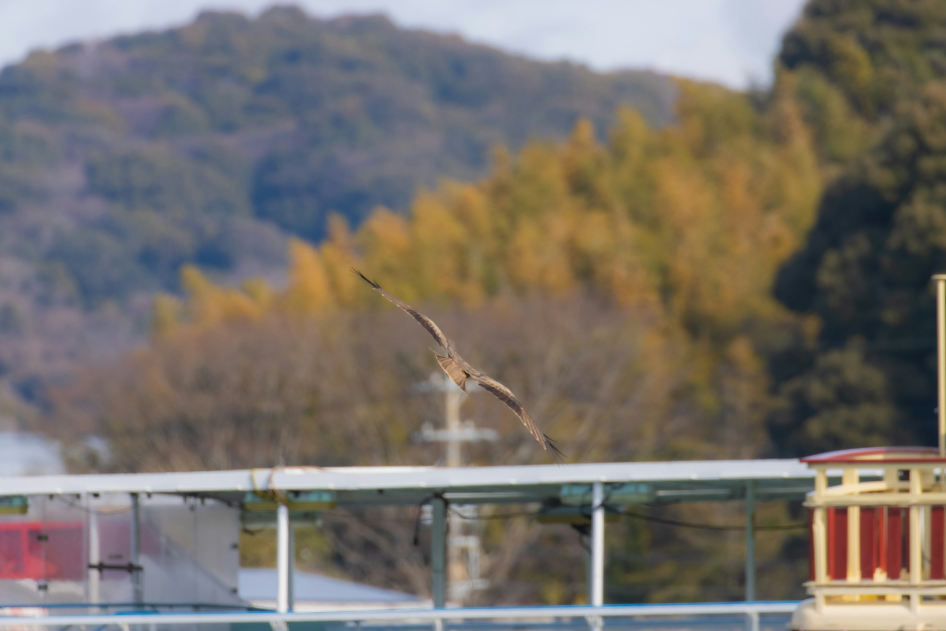 A bird soaring against a blue sky with colorful trees in the background