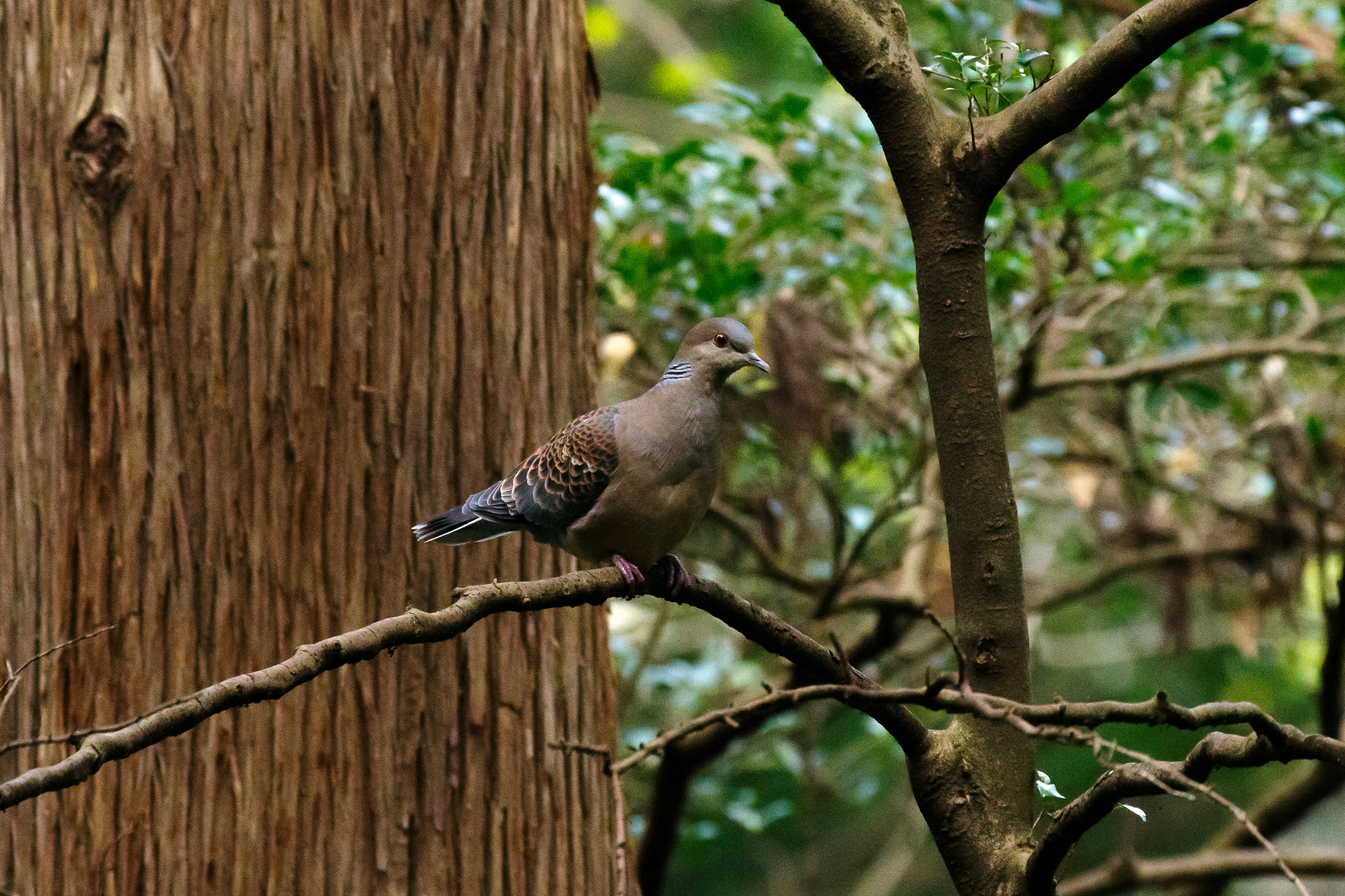 木の枝に止まる鳥の姿 緑の葉と木の幹が背景