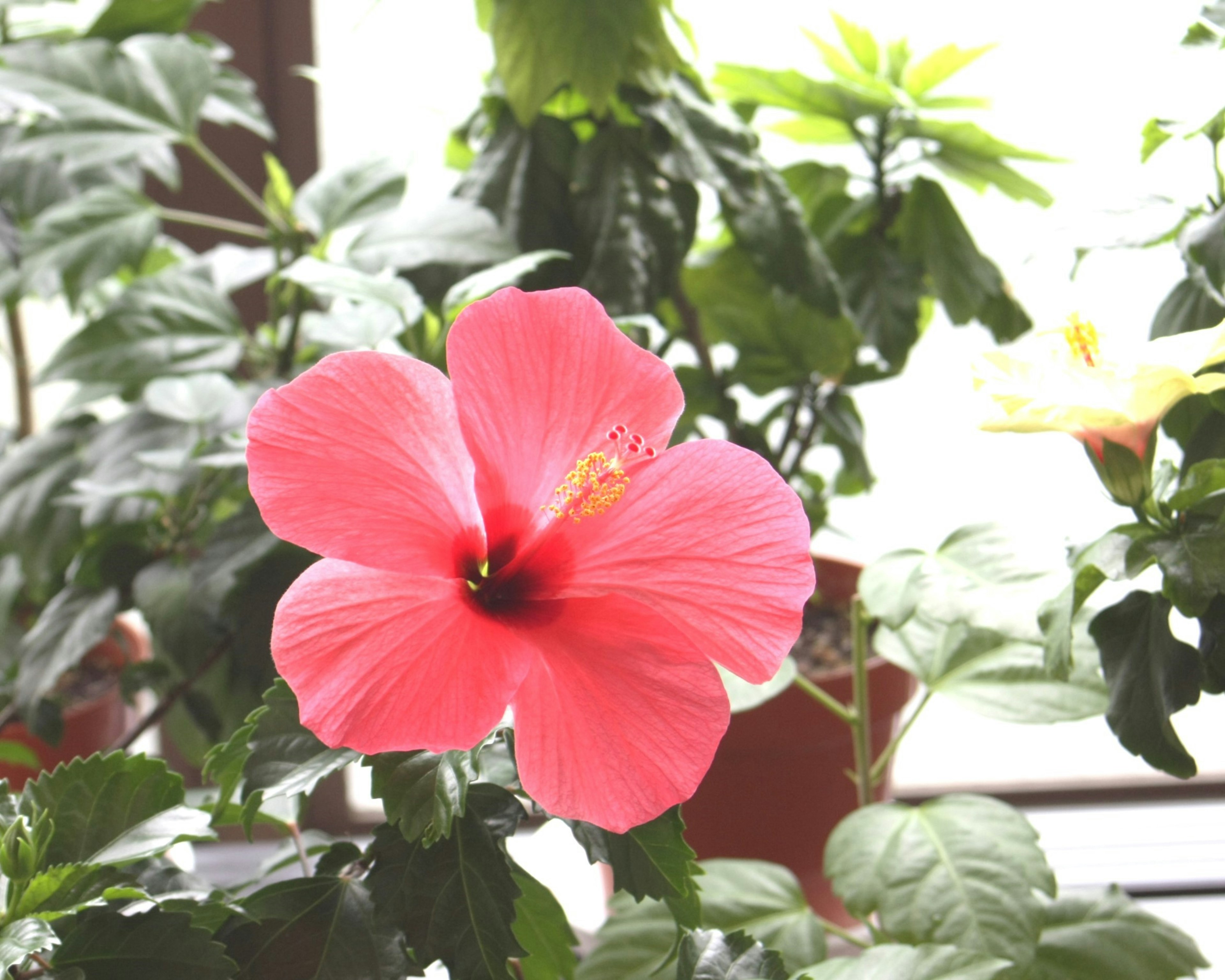 Pink hibiscus flower blooming among green leaves