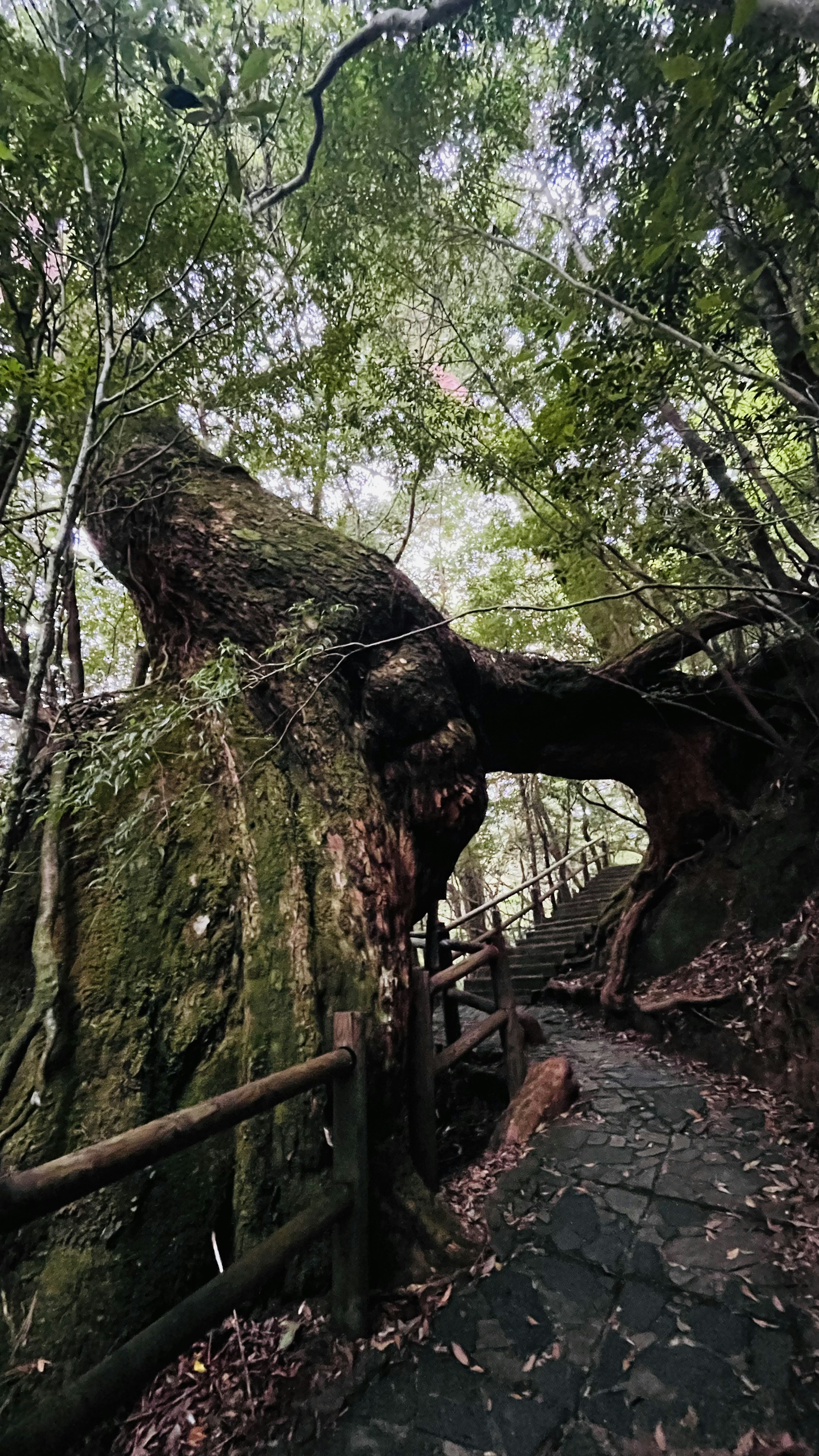 Un gran árbol que se arquea sobre un sendero de piedra en un bosque frondoso