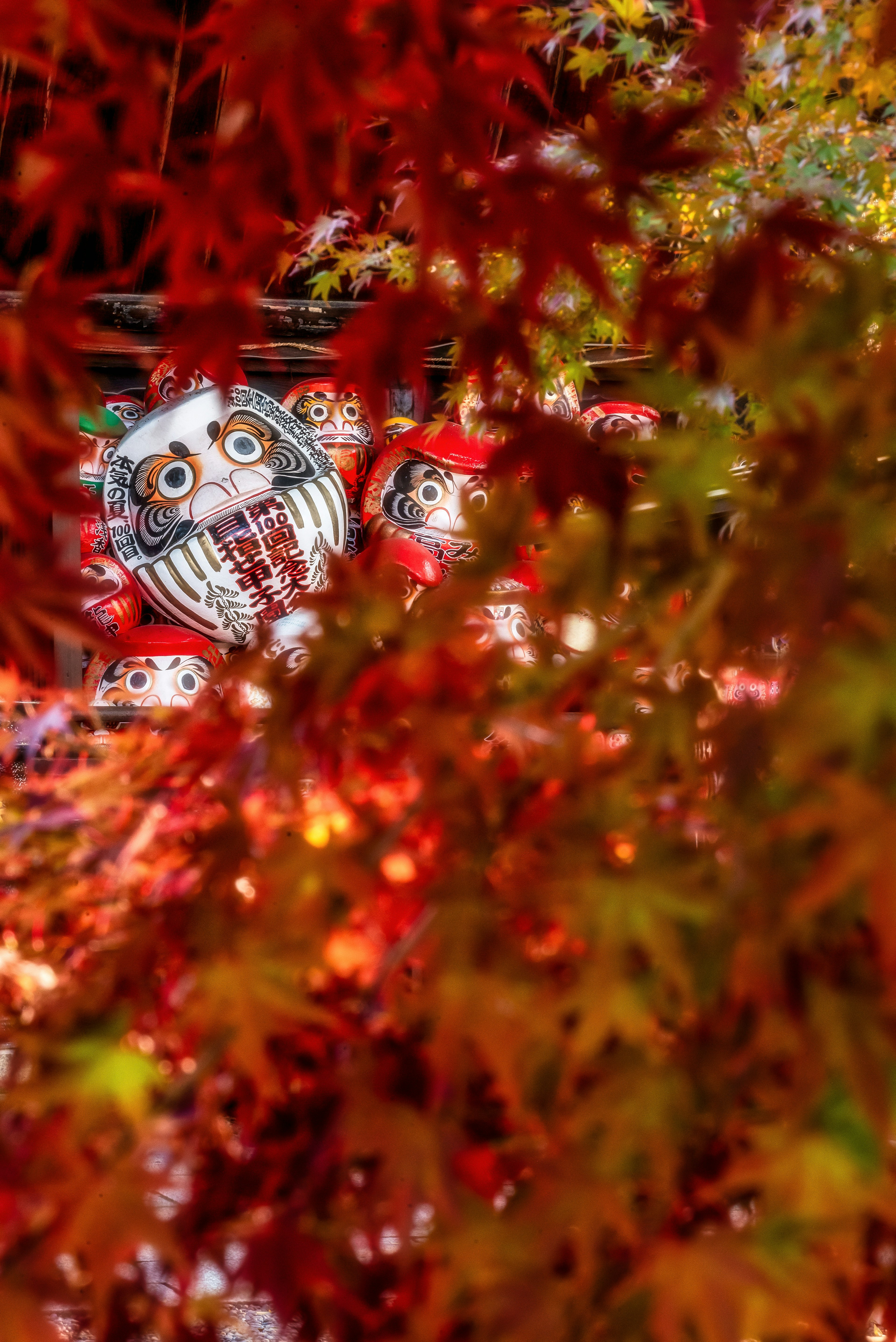 A beautiful scene featuring a Daruma doll's face partially hidden among autumn leaves