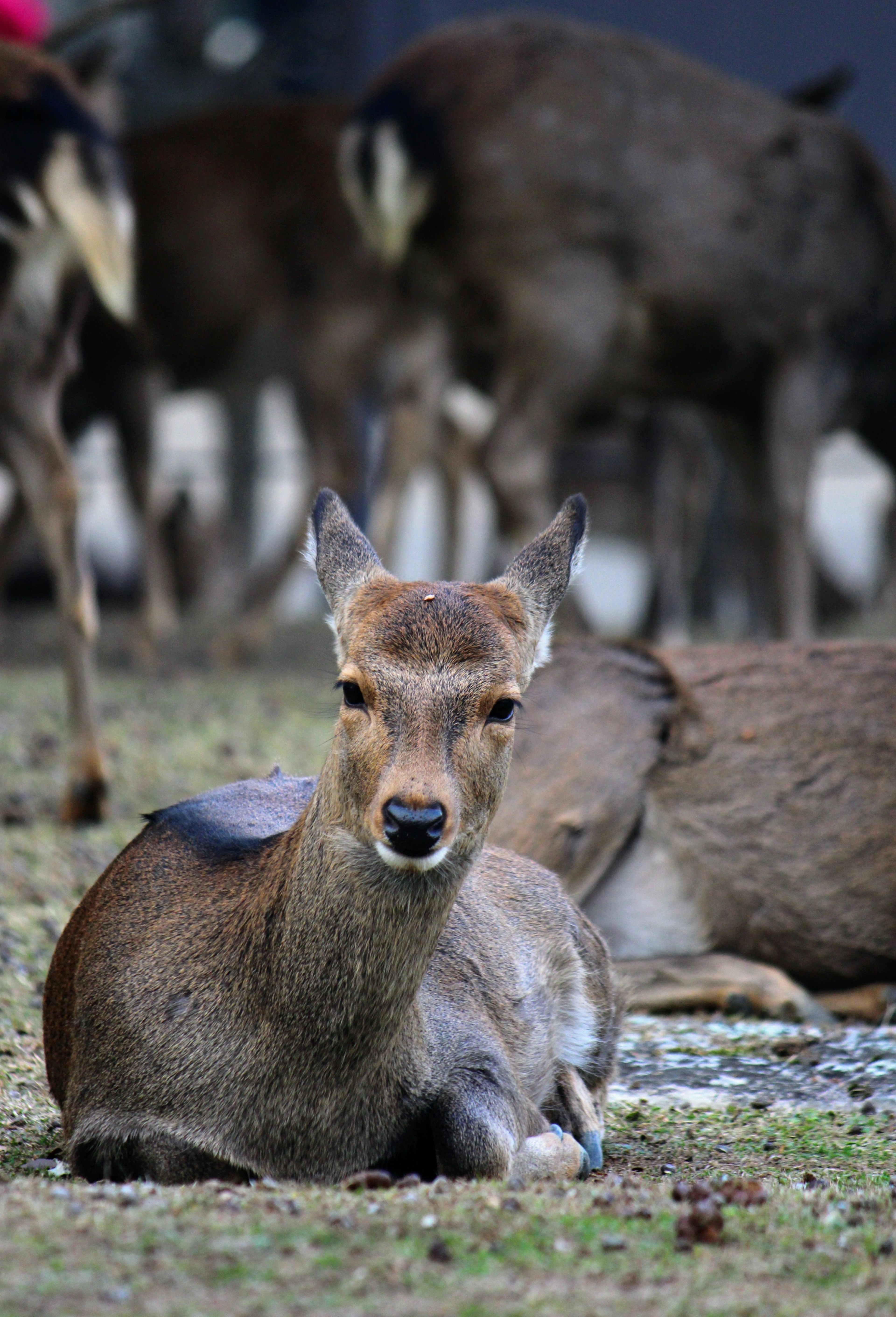 Ein ruhiger Hirsch, der auf dem Gras liegt, mit anderen Hirschen im Hintergrund