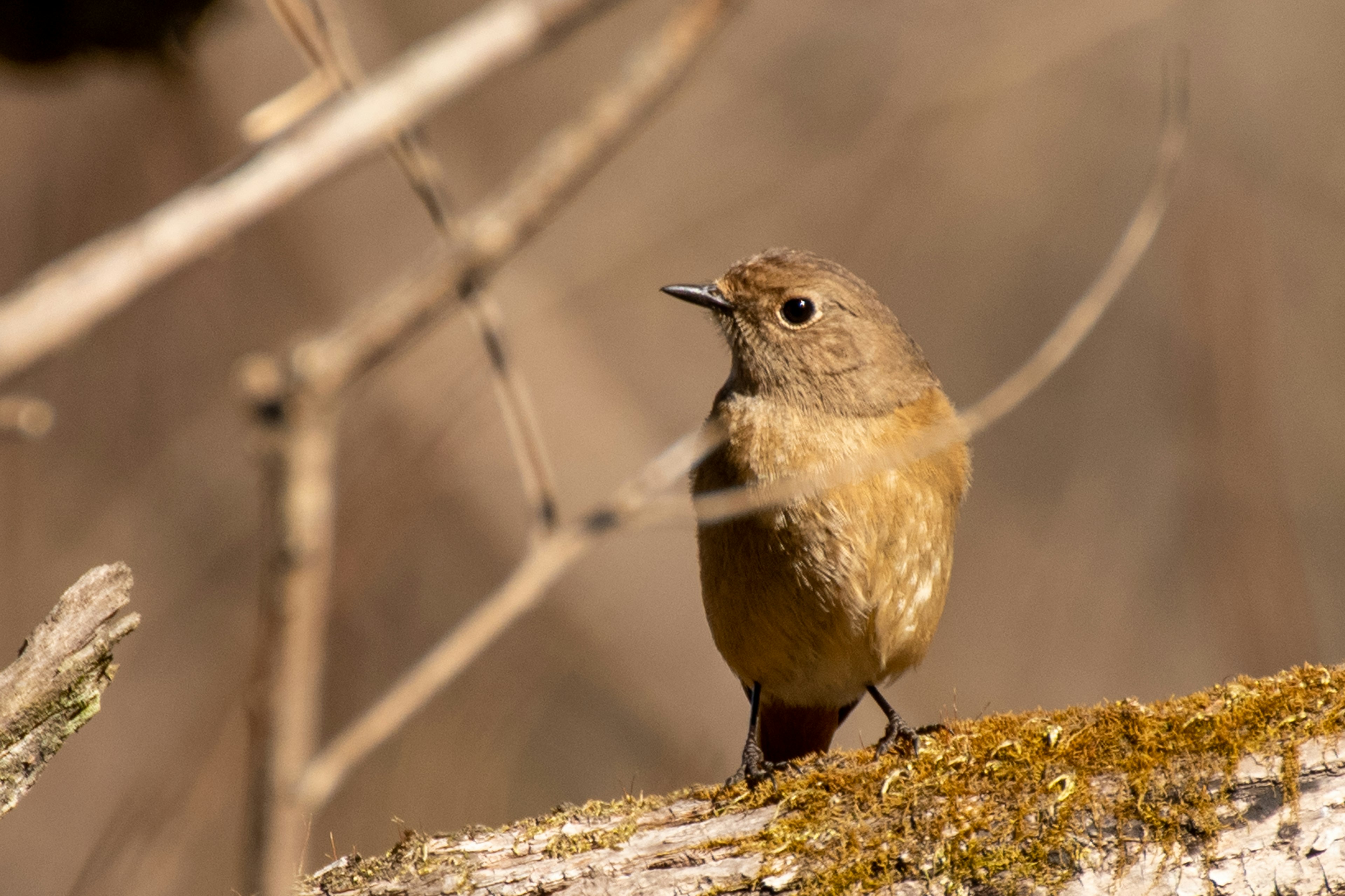 小さな茶色の鳥が木の枝に立っている