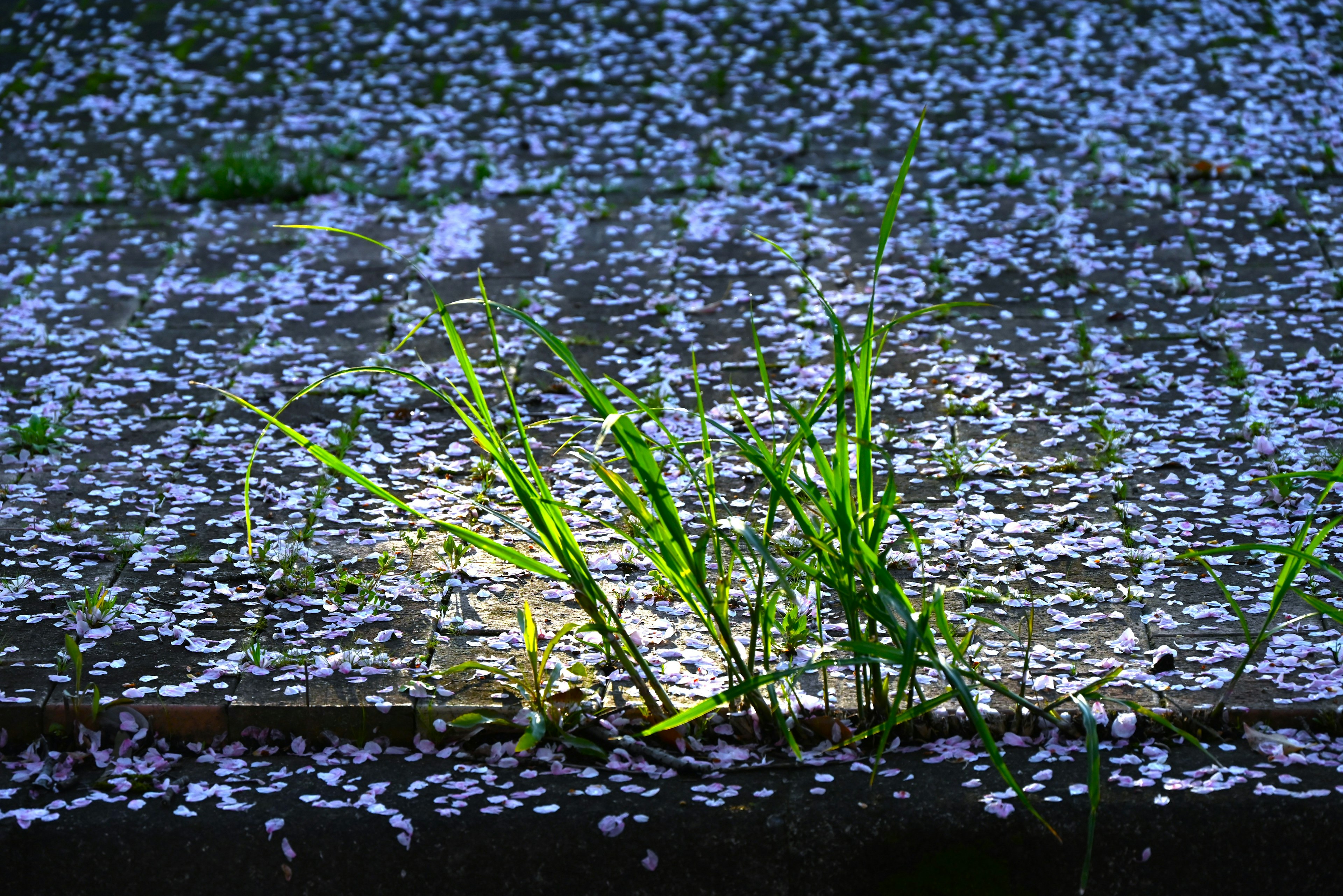 Herbe verte poussant parmi des pétales de cerisier éparpillés sur un fond bleu