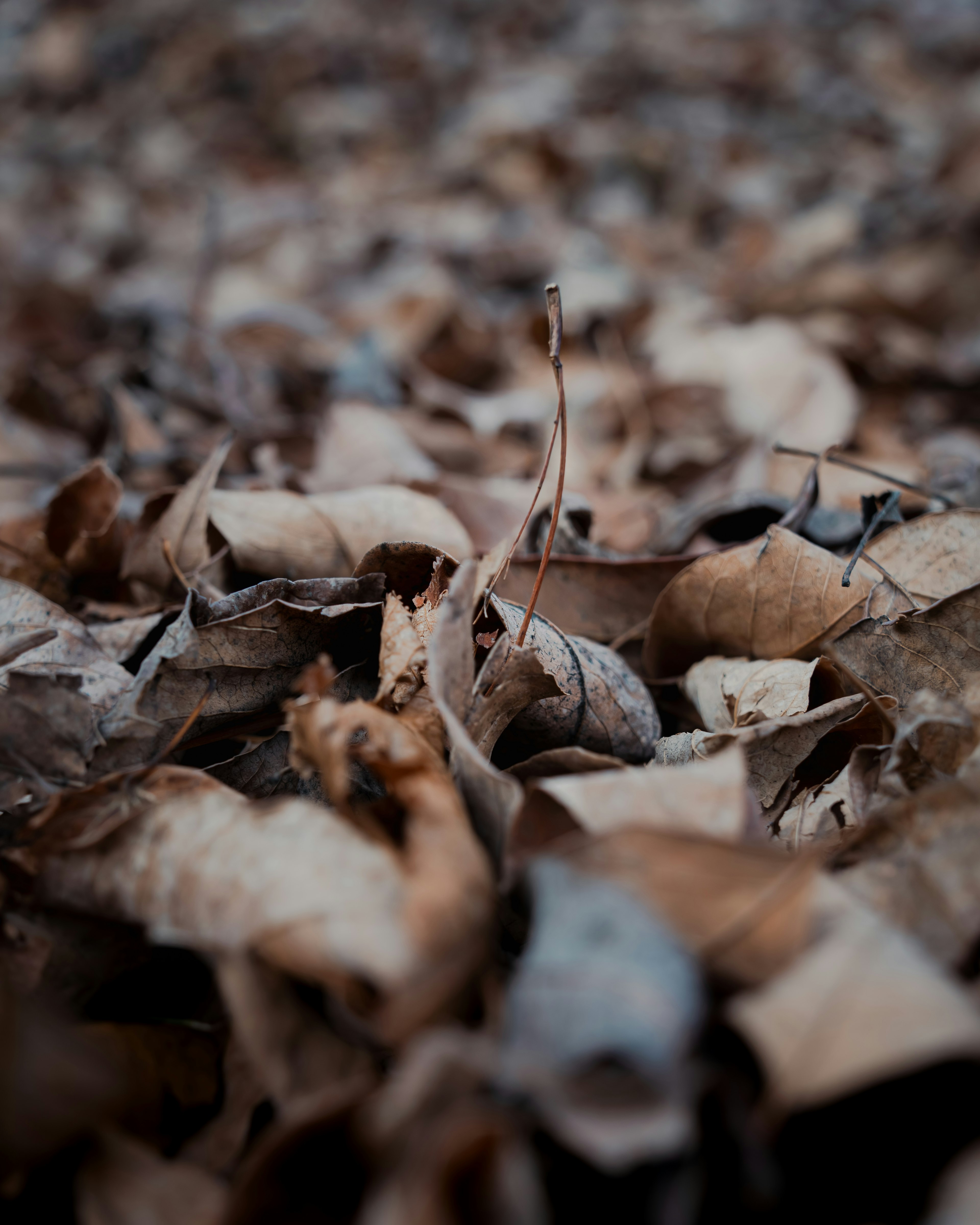 Close-up photo of fallen leaves featuring a mix of brown and gray leaves