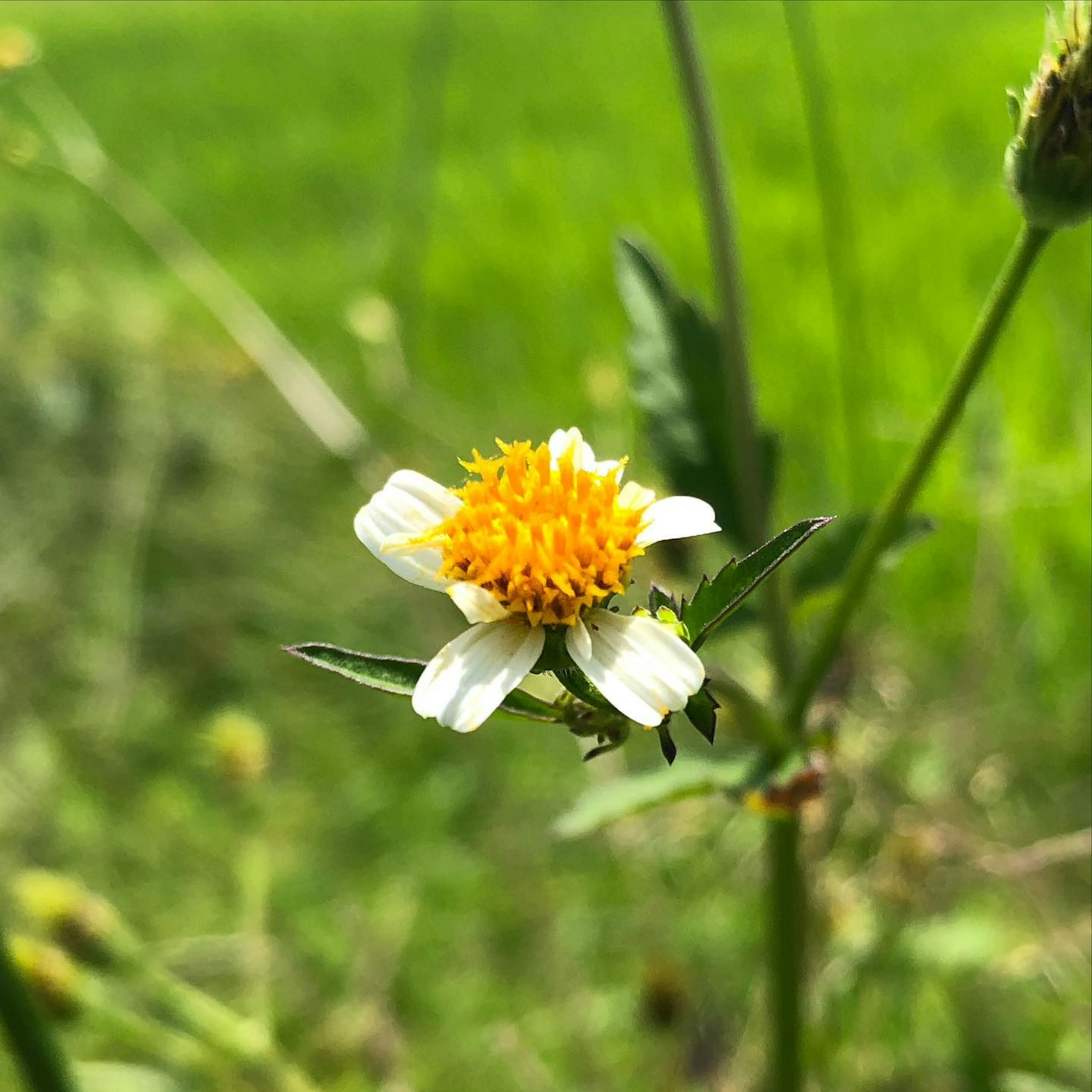 A small flower with a yellow center and white petals stands out against a green background