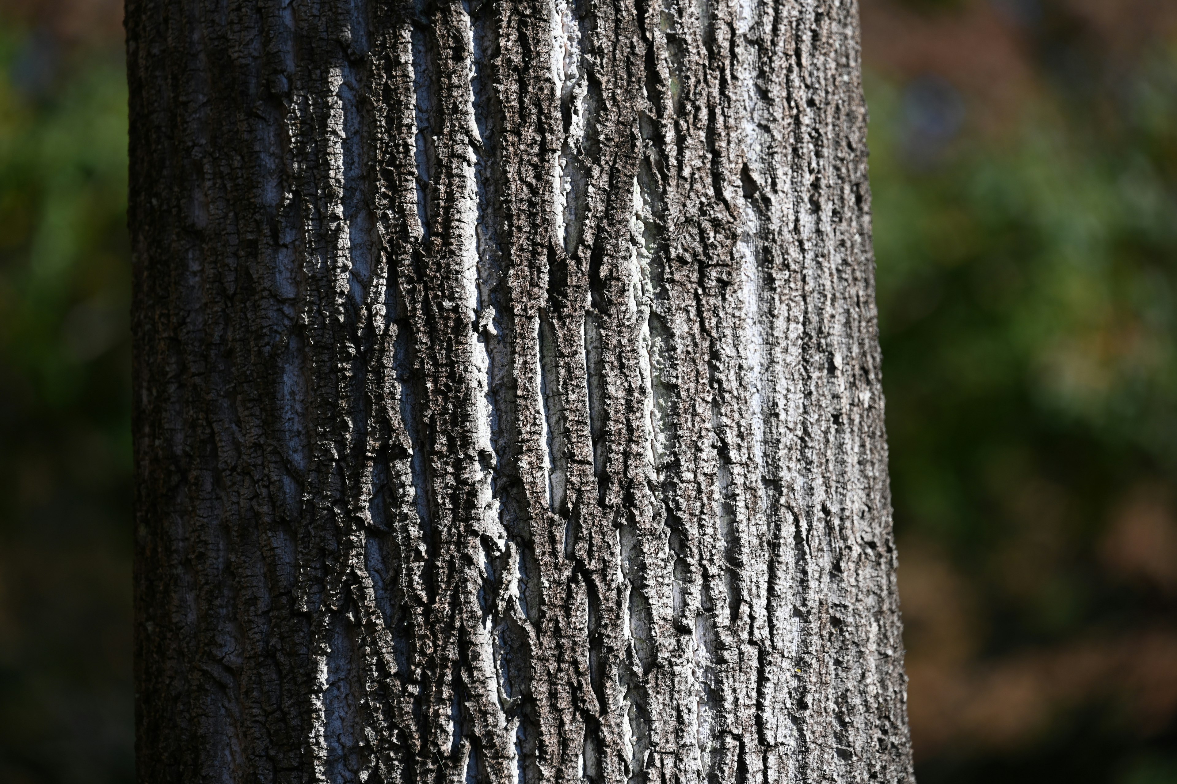 Texture et motifs détaillés d'un tronc d'arbre