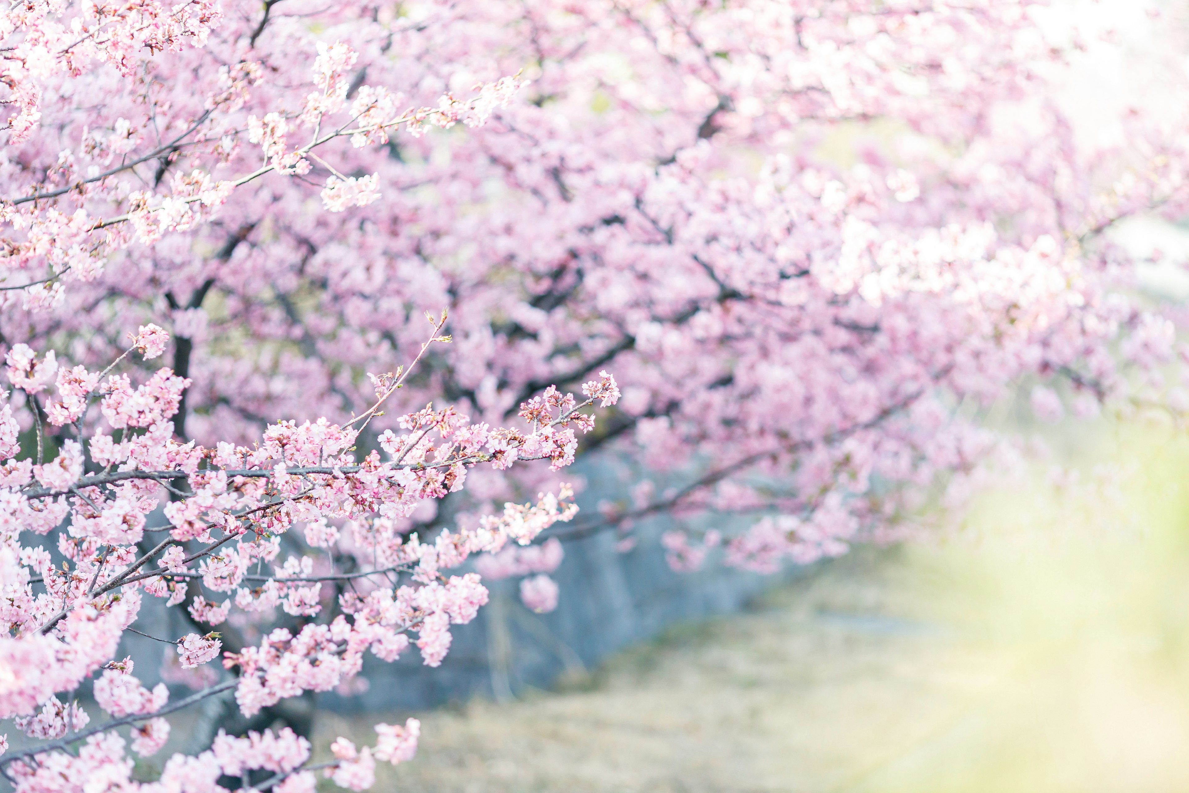 Schöne Szene mit blühenden Kirschblüten