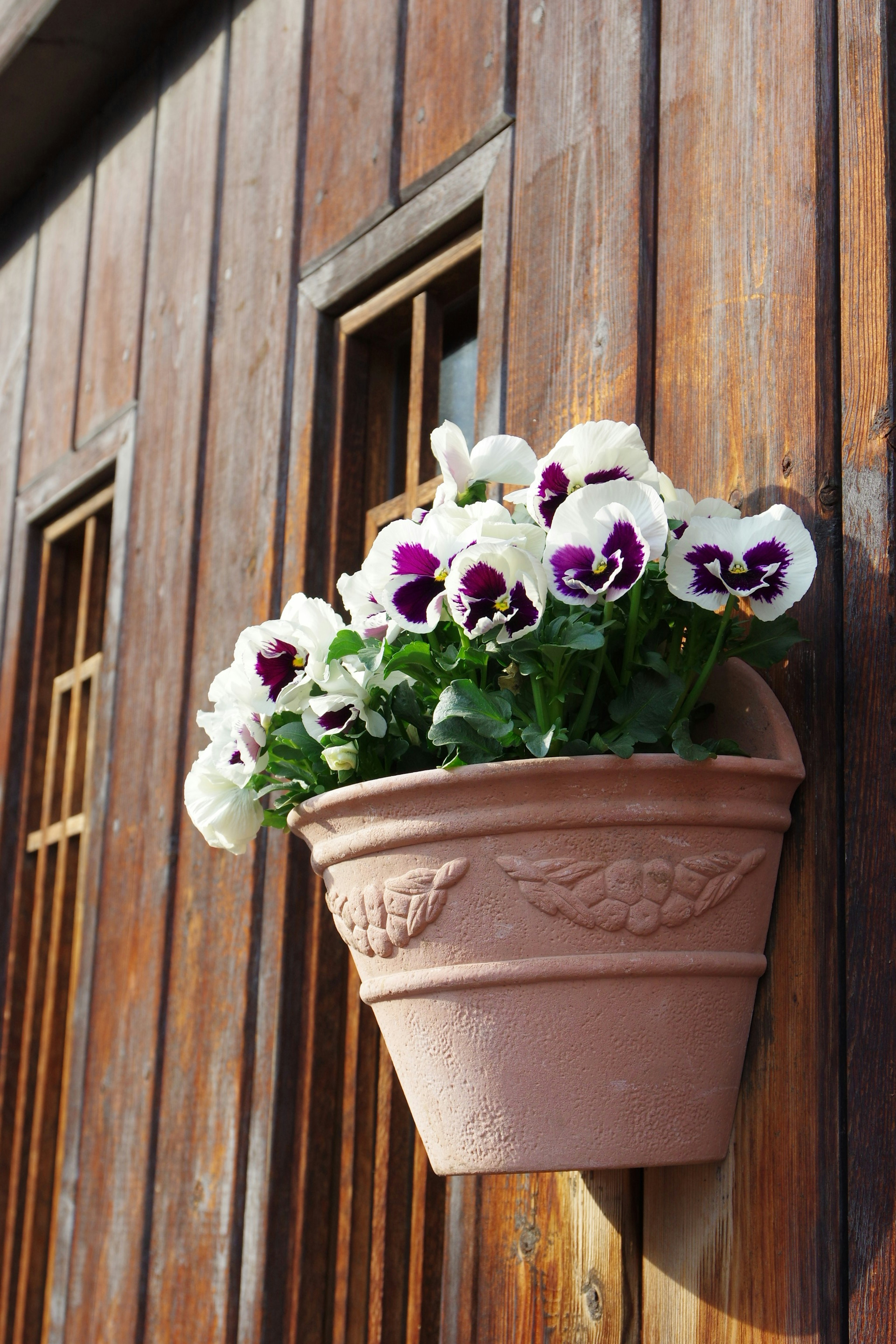 Beau pot de fleurs de pensées suspendu à un mur en bois