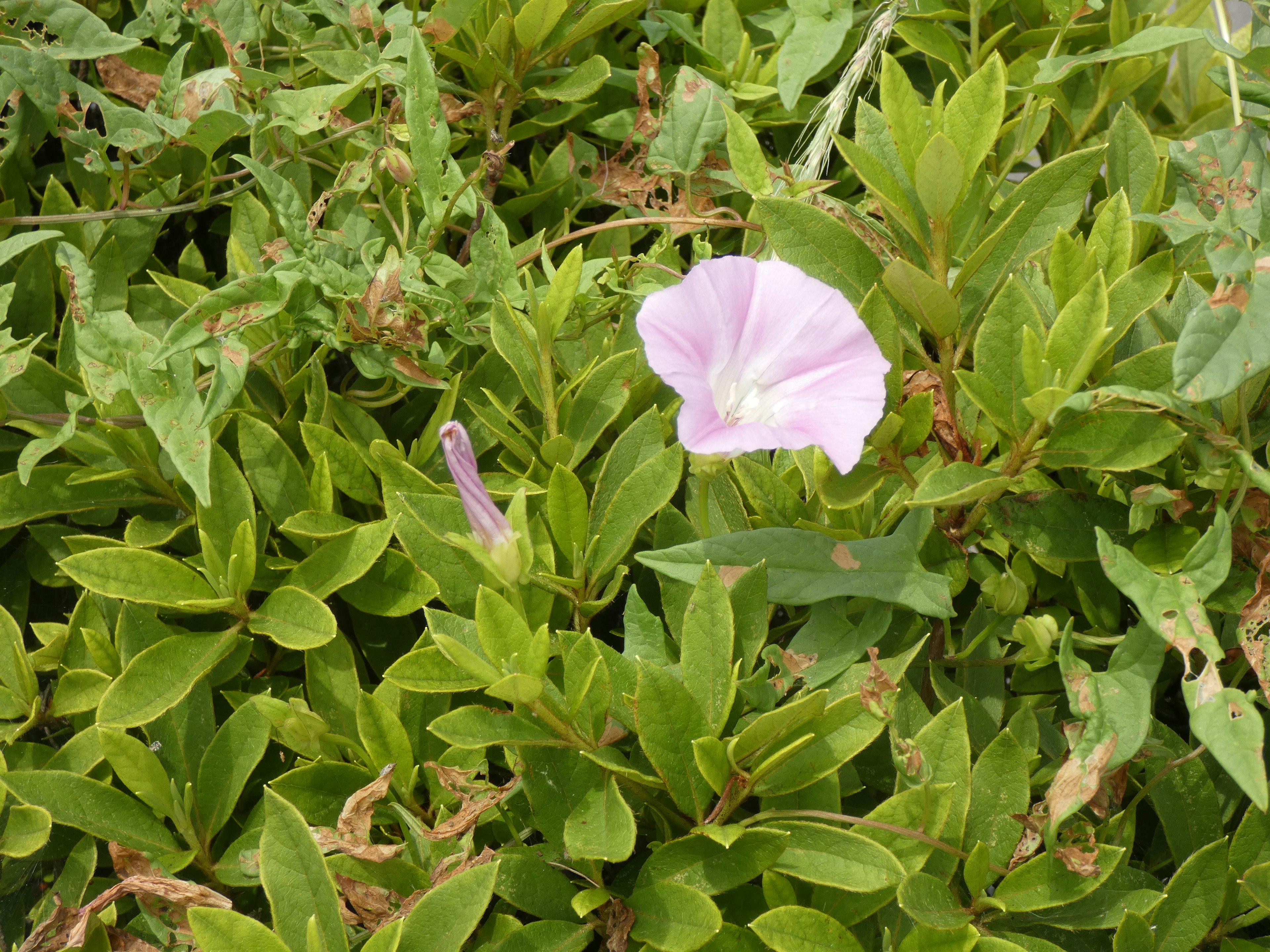 緑の葉に囲まれた薄紫色の花